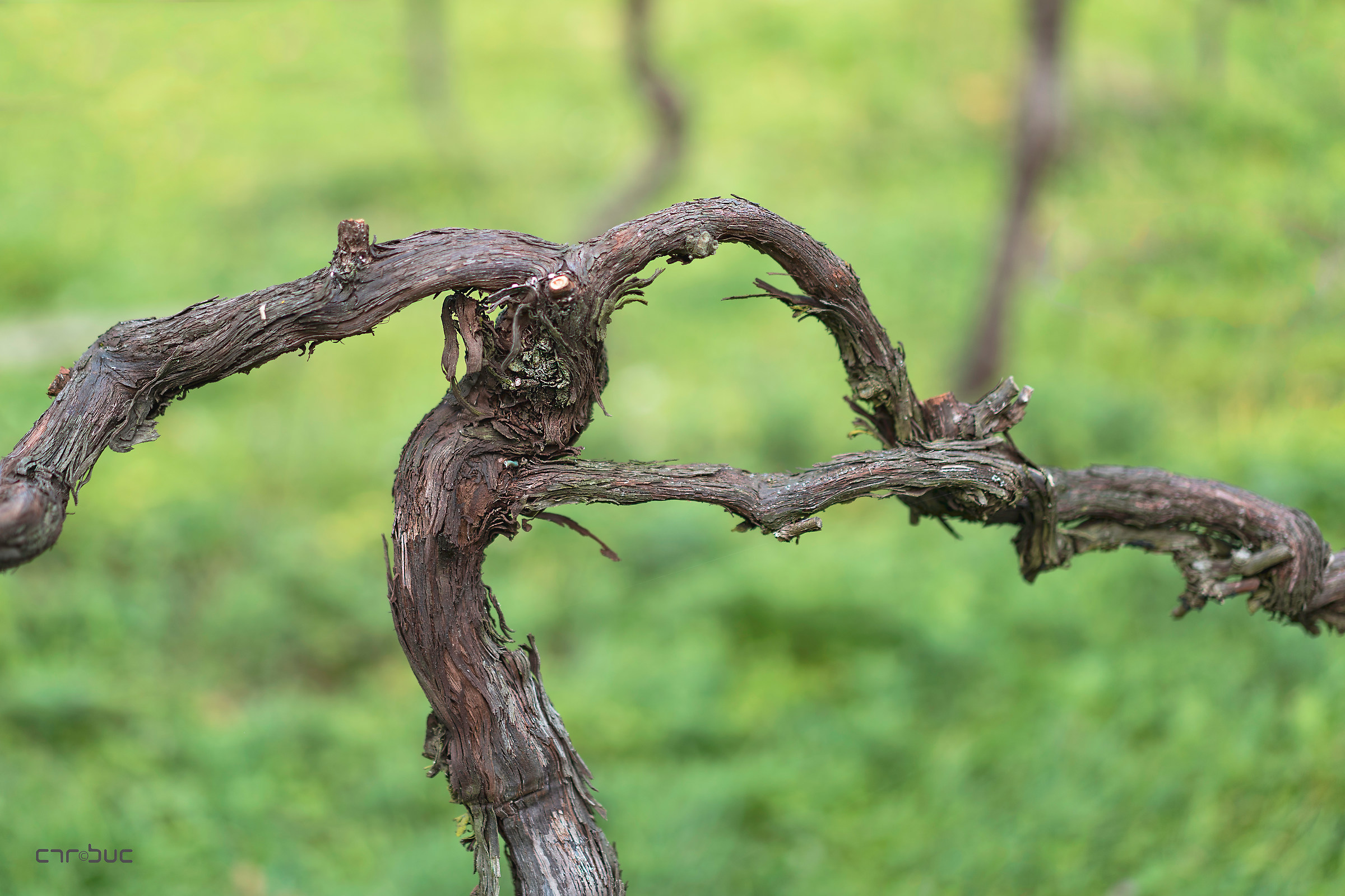 " Cronaca di una morte annunciata " 7