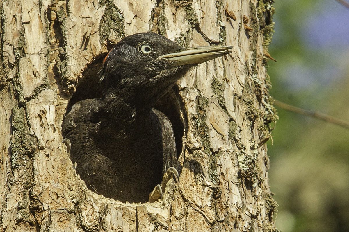 un nido molto in vista2