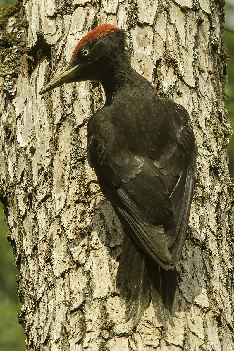un nido molto in vista3
