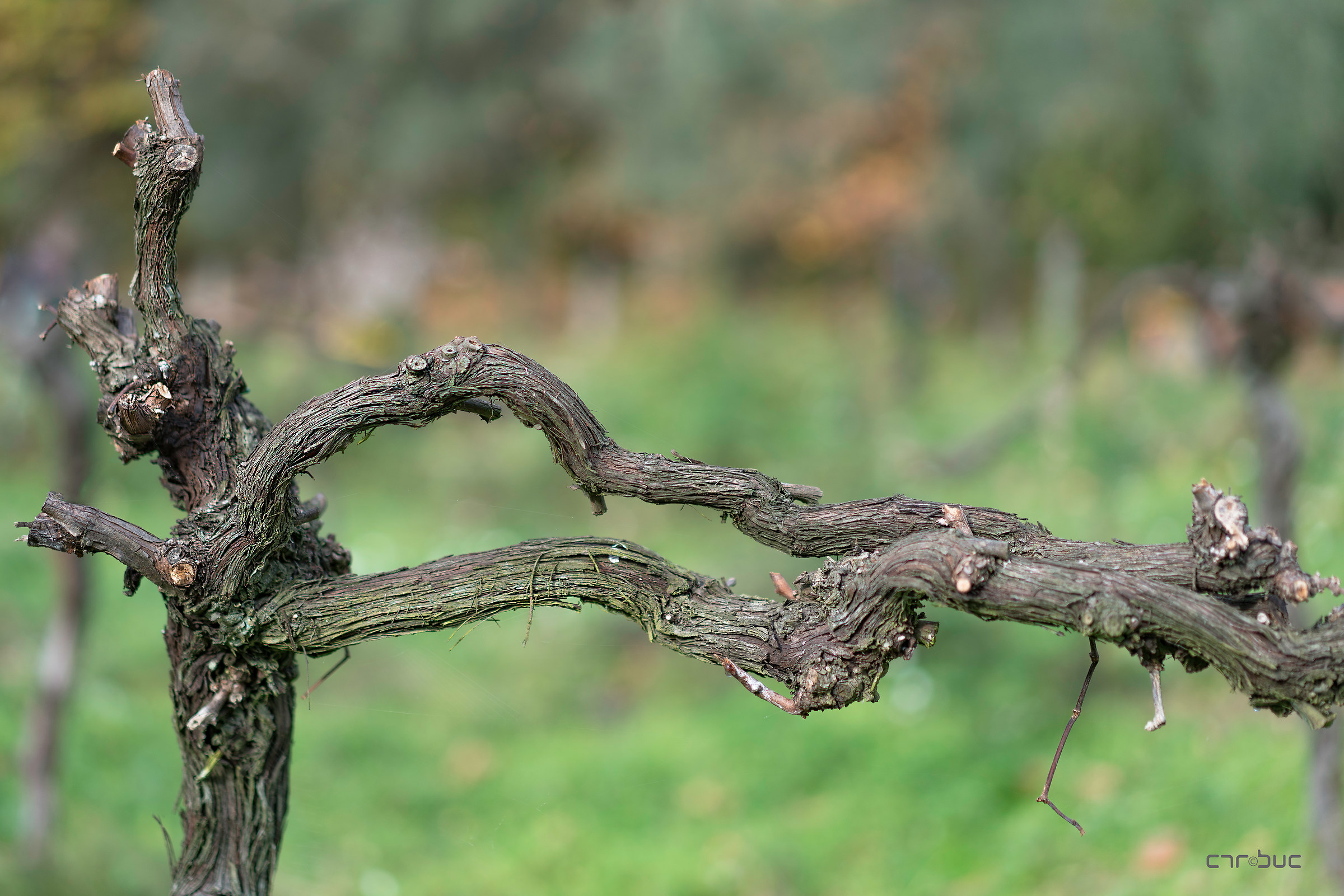 " Cronaca di una morte annunciata " 3