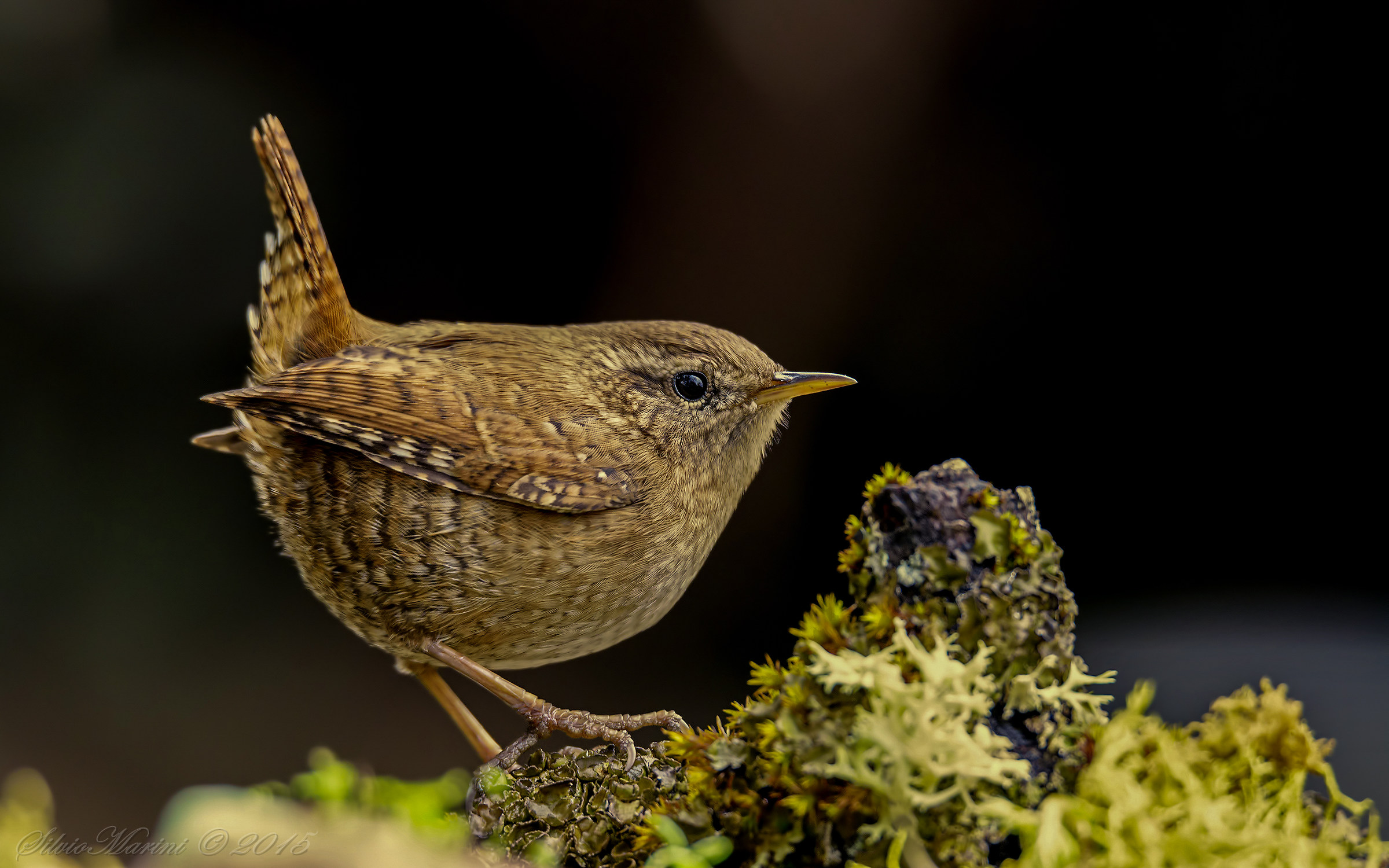 Scricciolo (Troglodytes troglodytes)