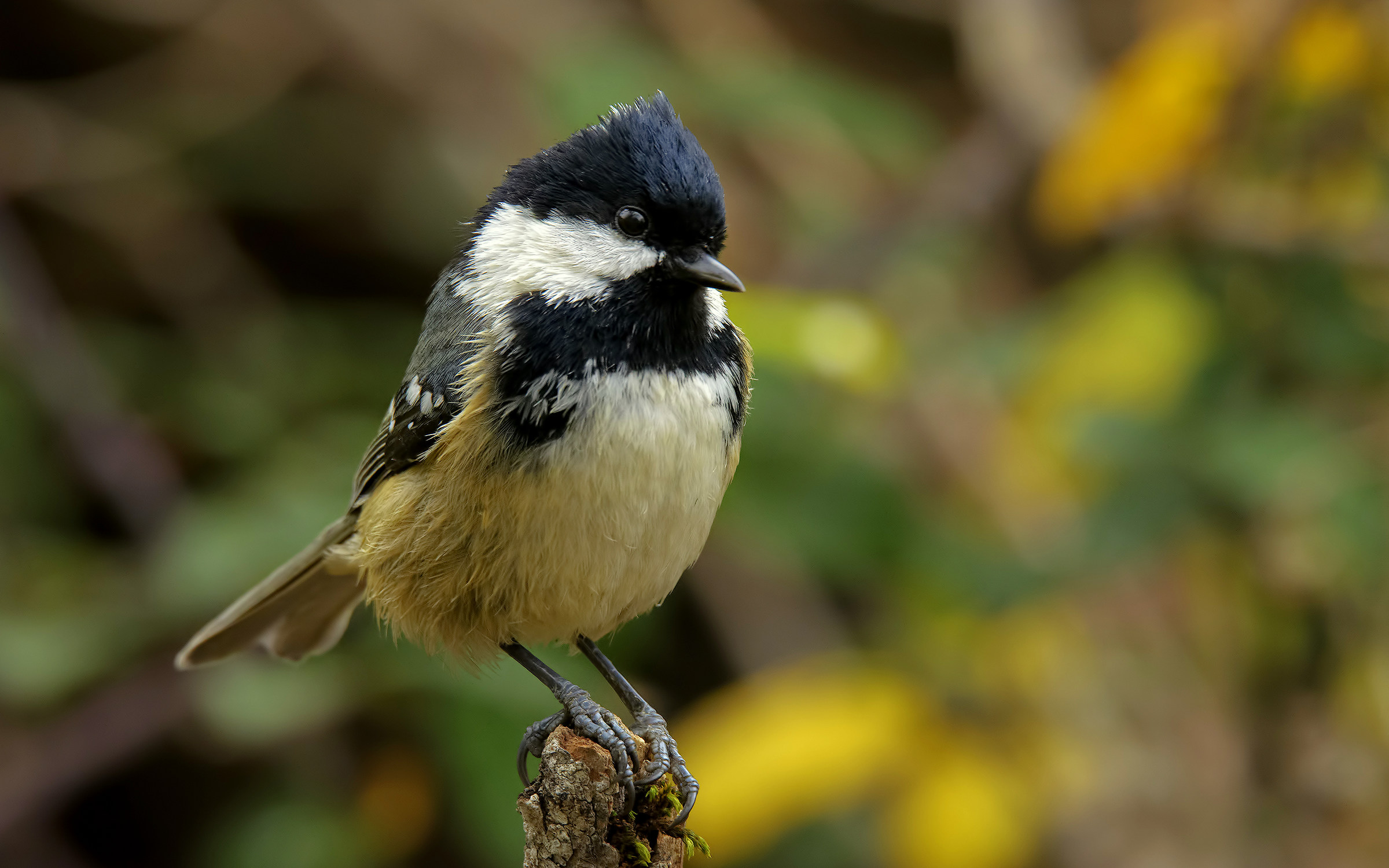 Coal Tit (Parus ater)