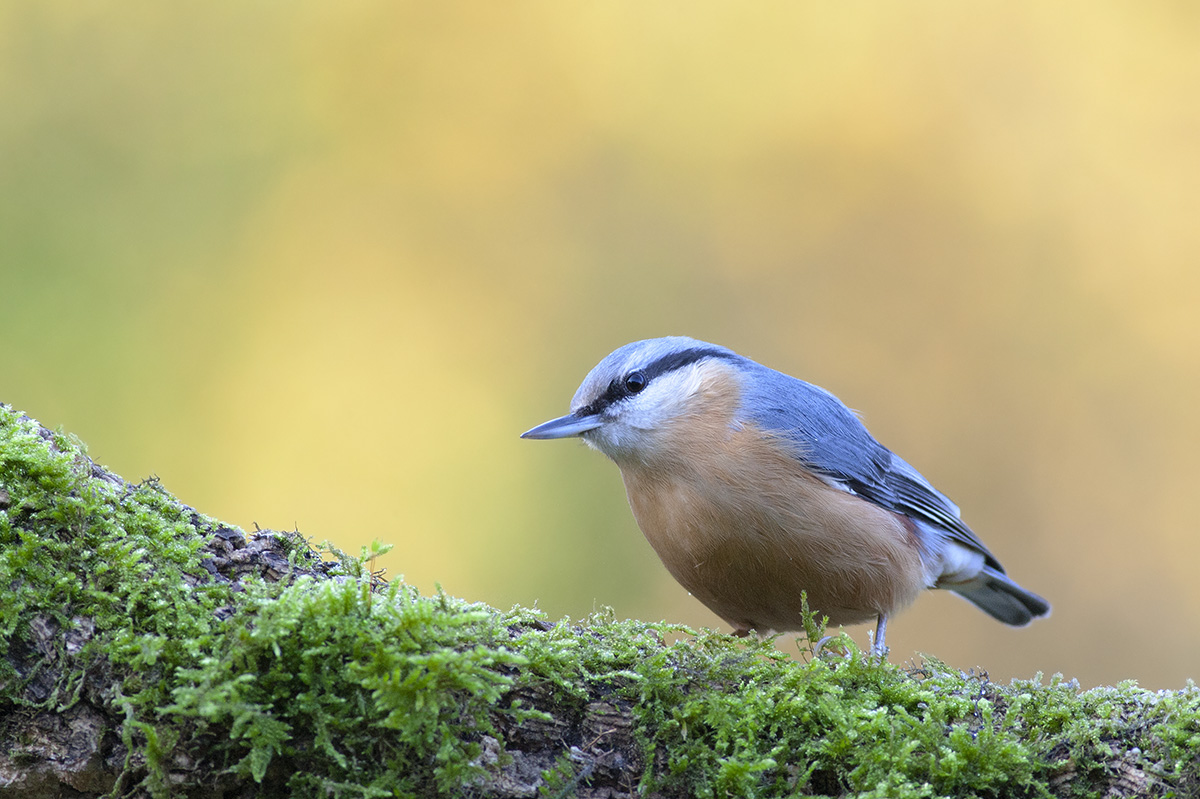 Nuthatch 2
