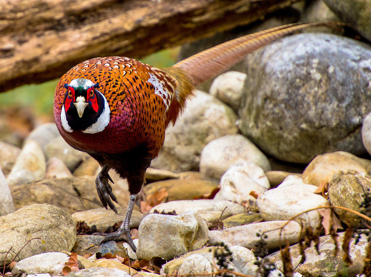 Pheasant (phasianus colchicus)