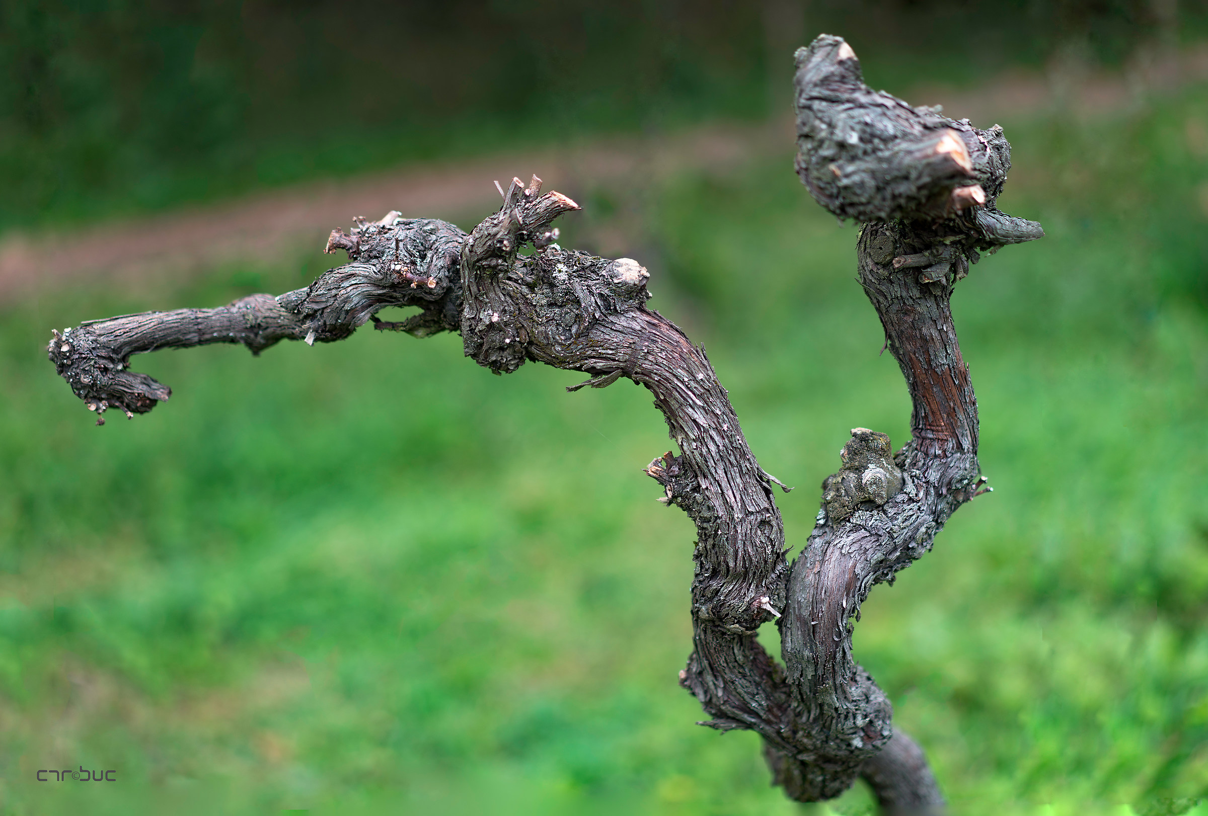 " Cronaca di una morte annunciata " 2