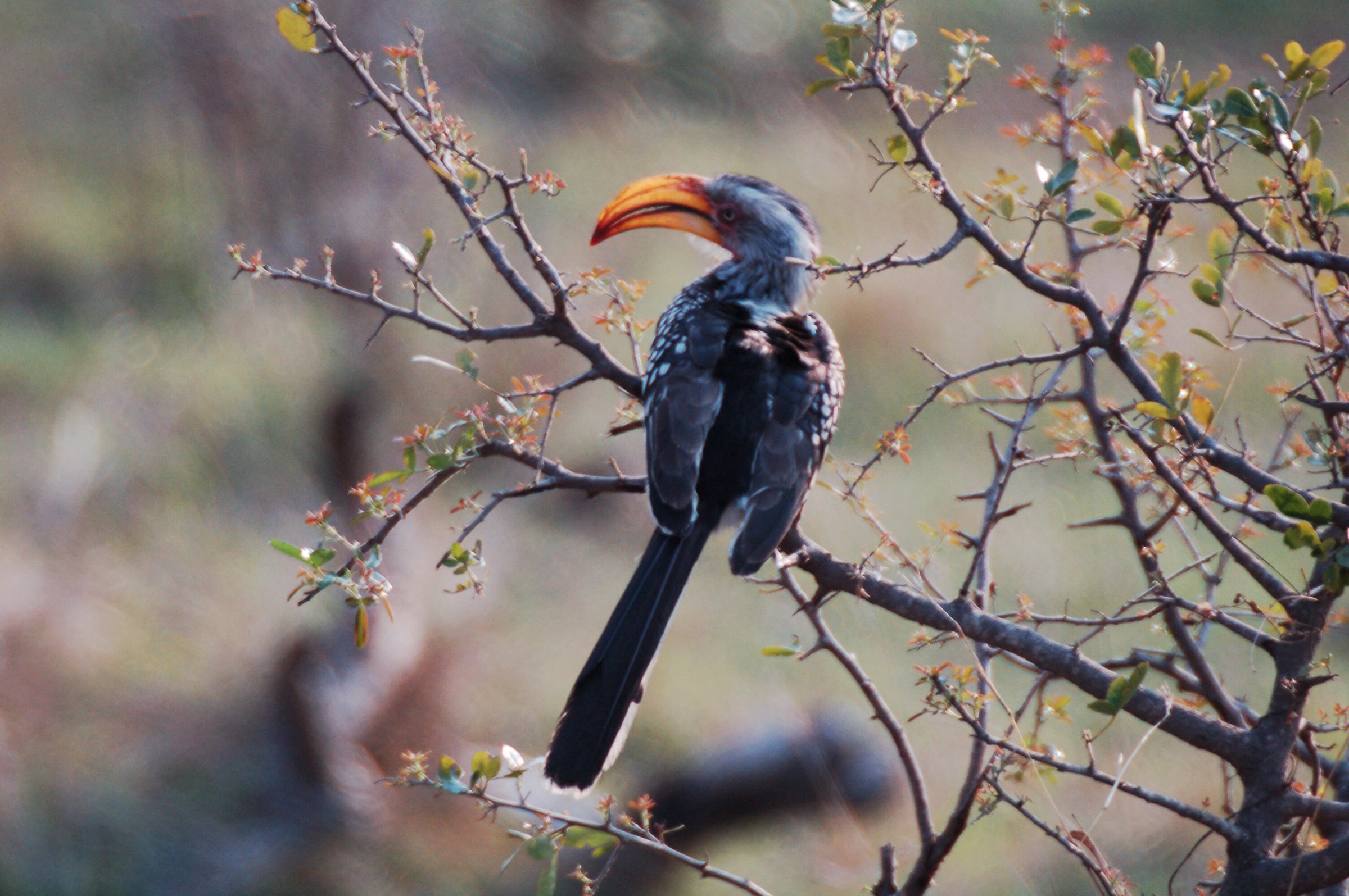 Bucero beccogiallo meridionale
