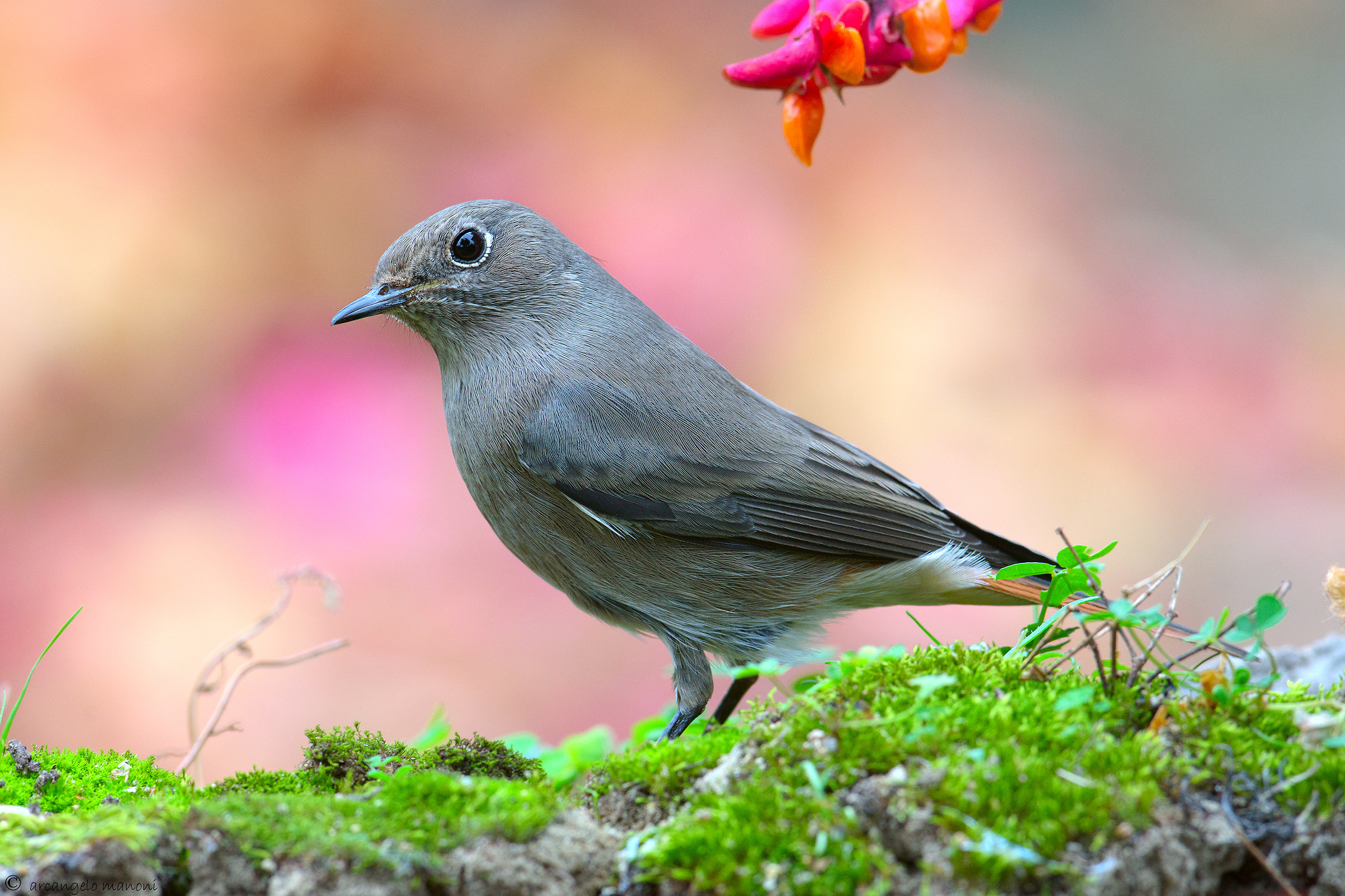 Amare il codirosso spazzacamino