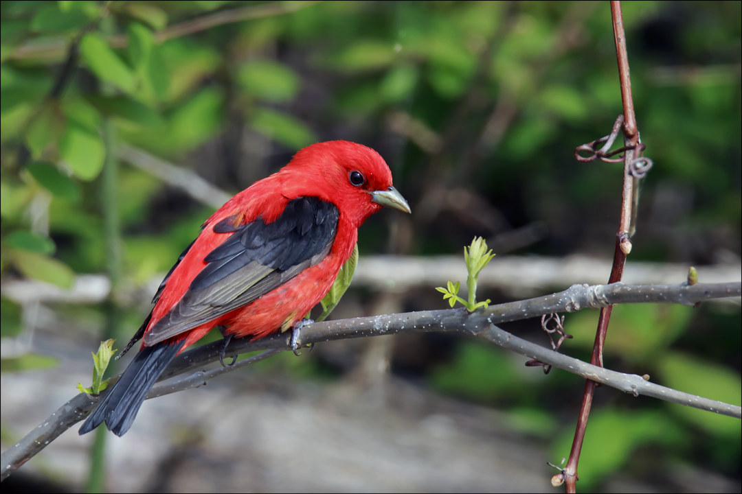 Male Scarlet Tanager