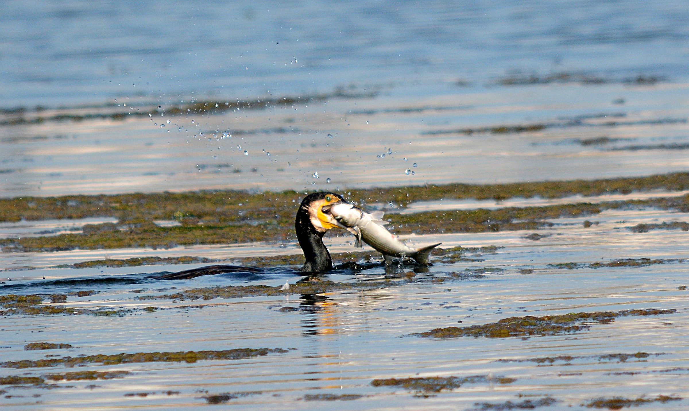 Cormorant with a big mullet, lunch is served!