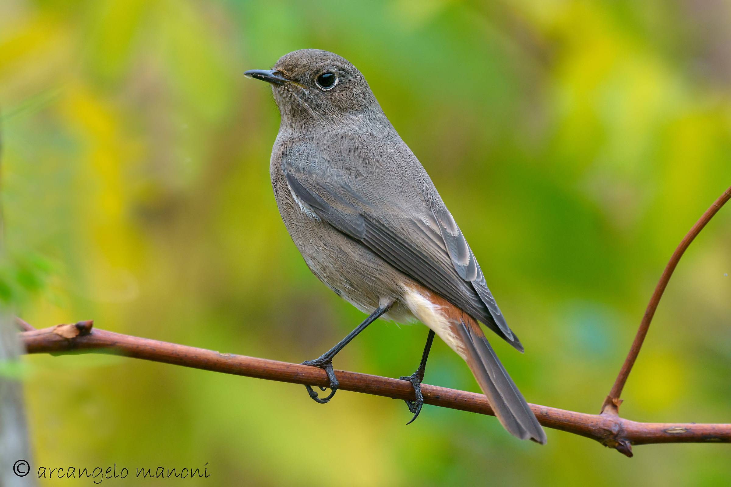 The walkway autumn of female redstart