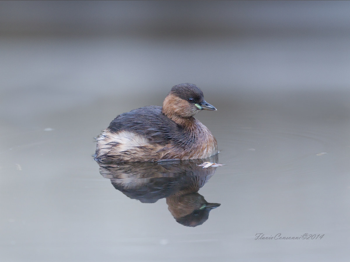 Little Grebe