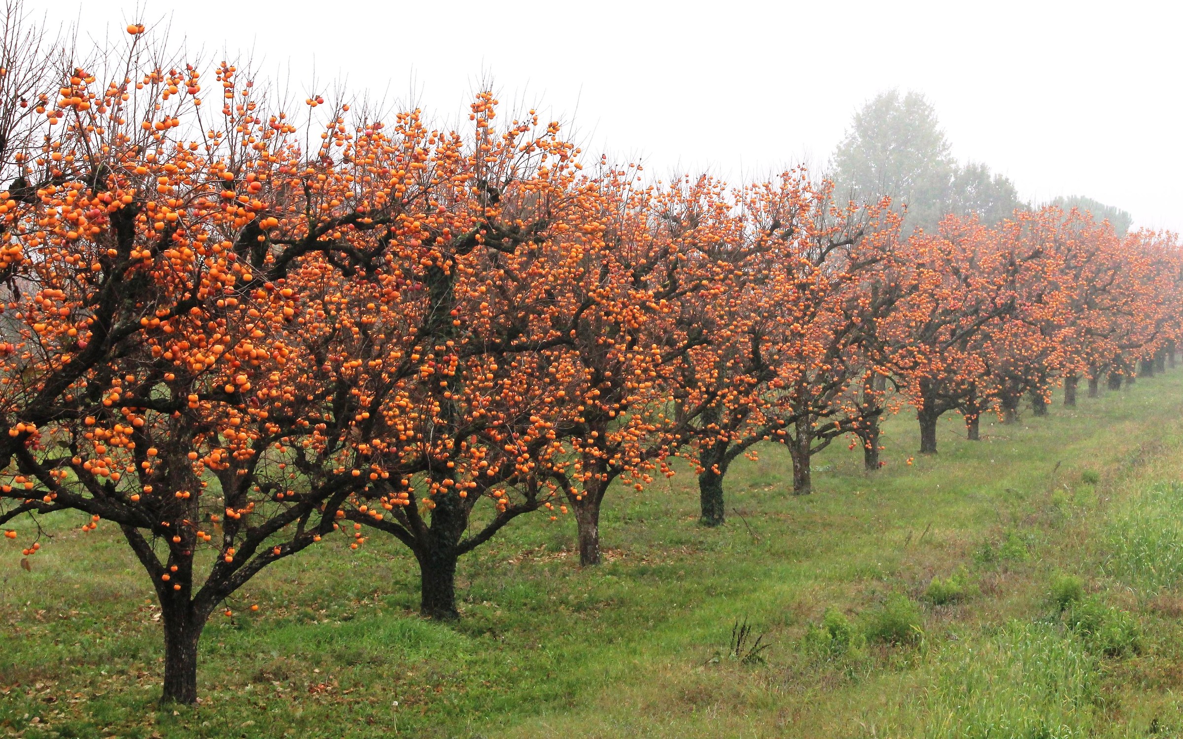 Il paese dei cachi...
