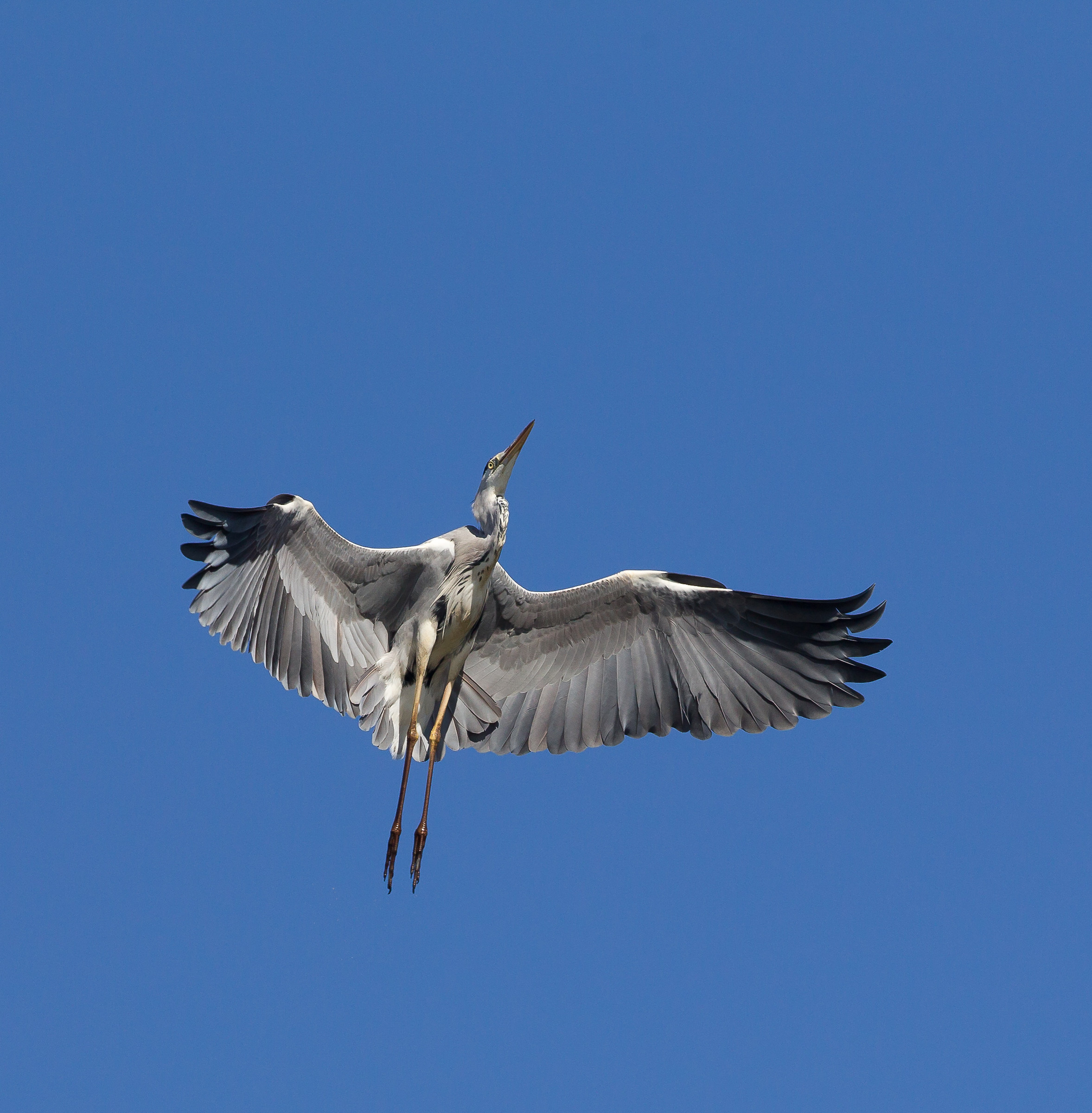 Airone in ascesa verticale