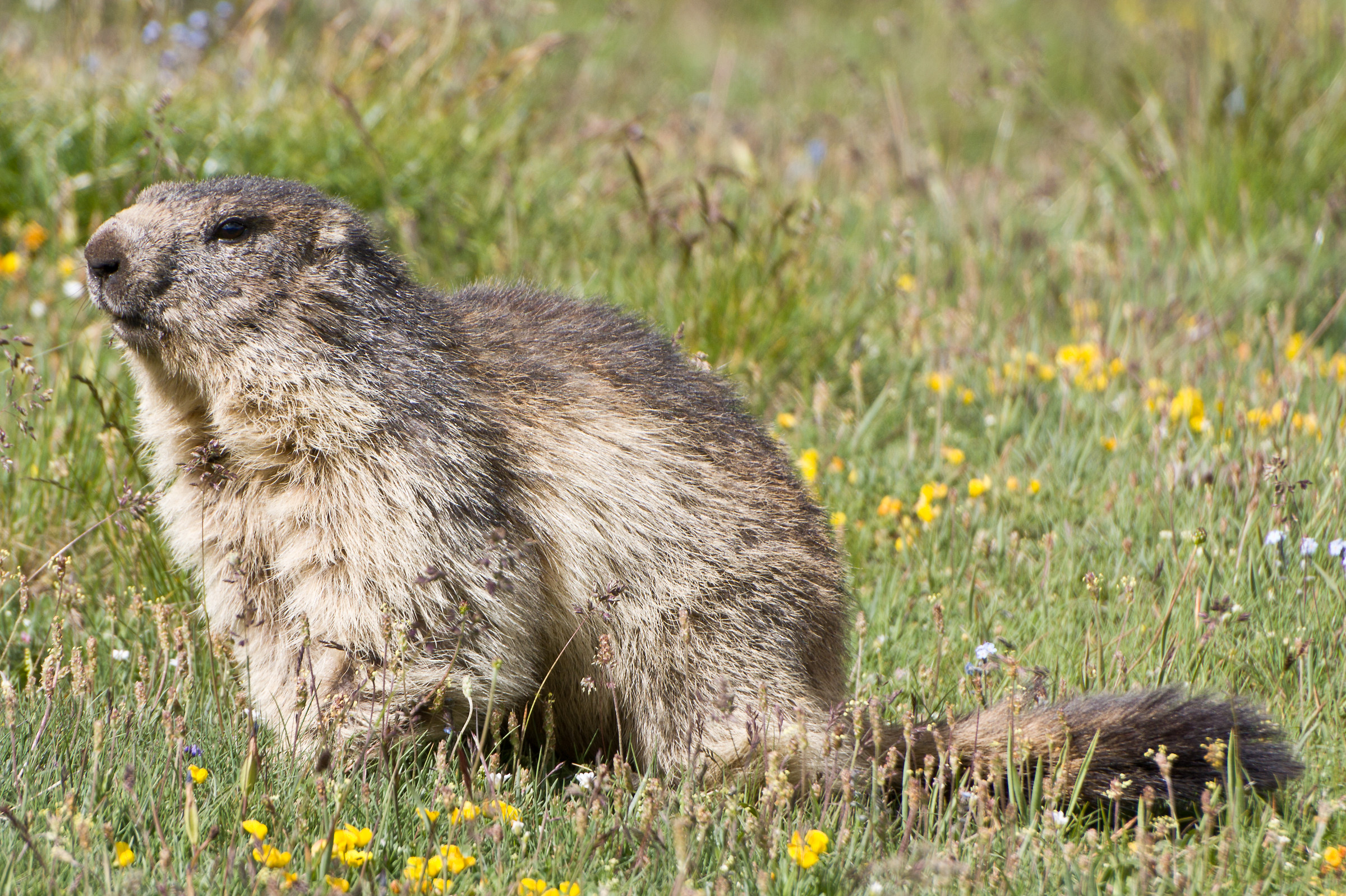 Marmot's GranParadiso