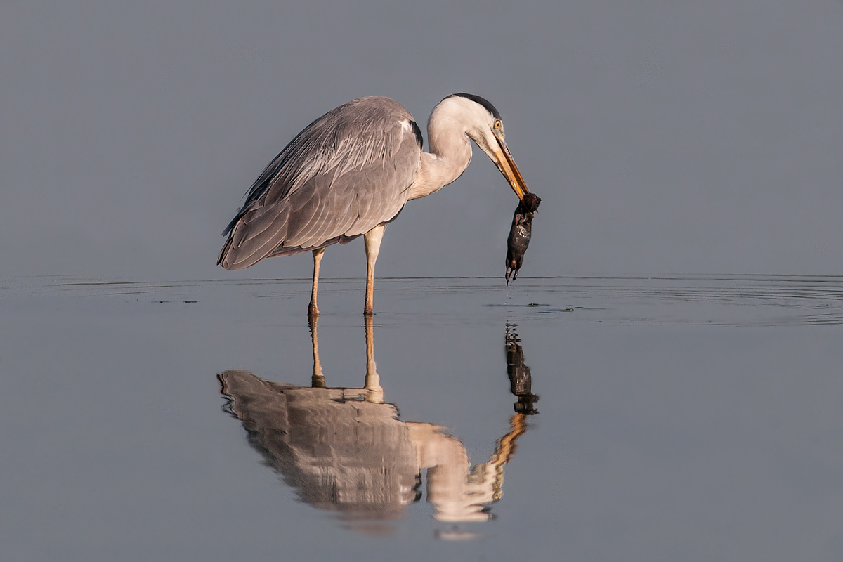 Heron with pussy ....