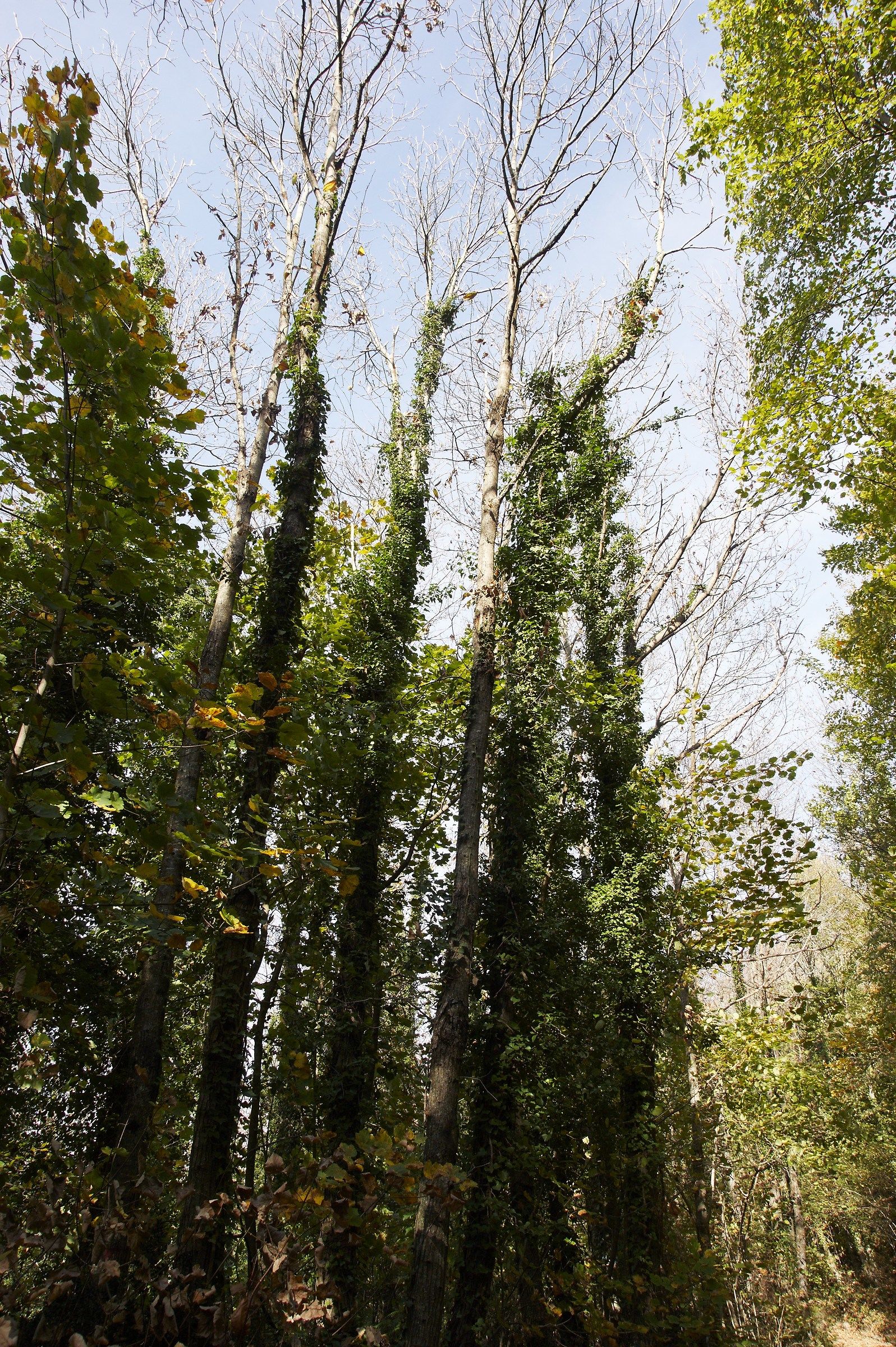 Protesi verso l'alto