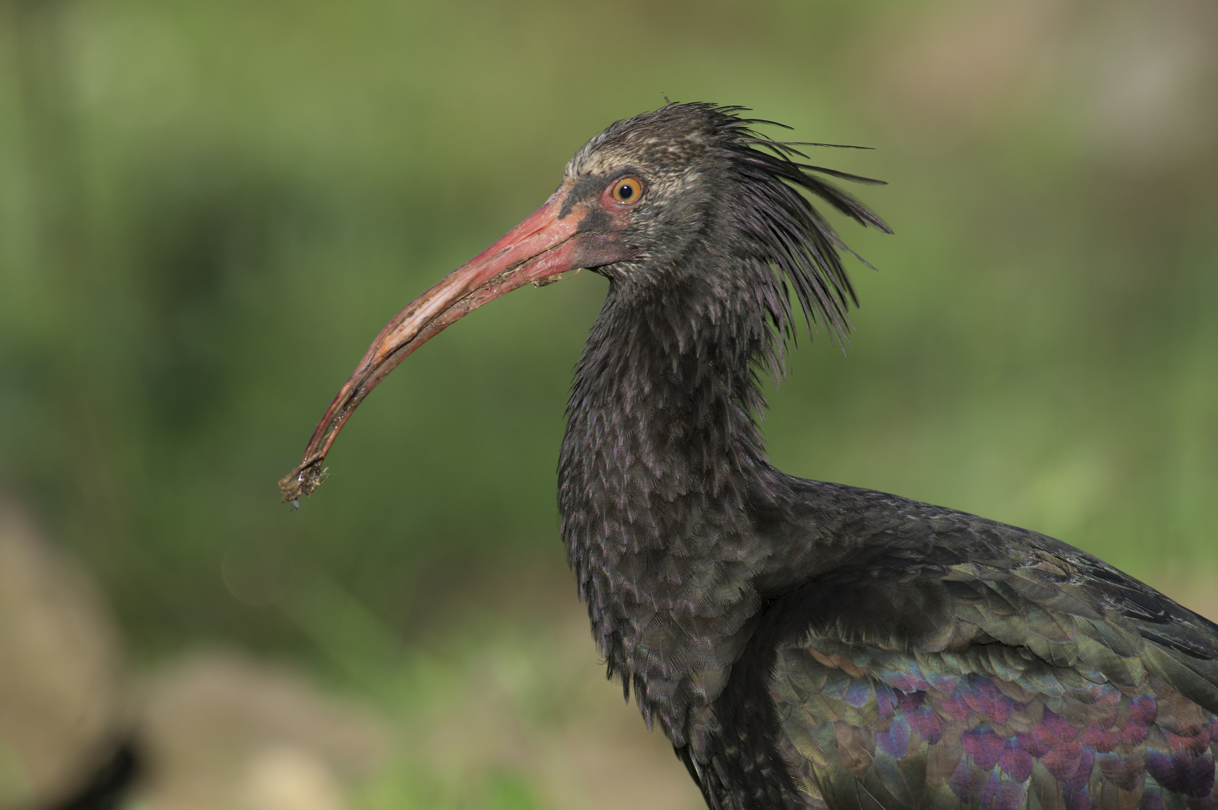 Hermit Ibis