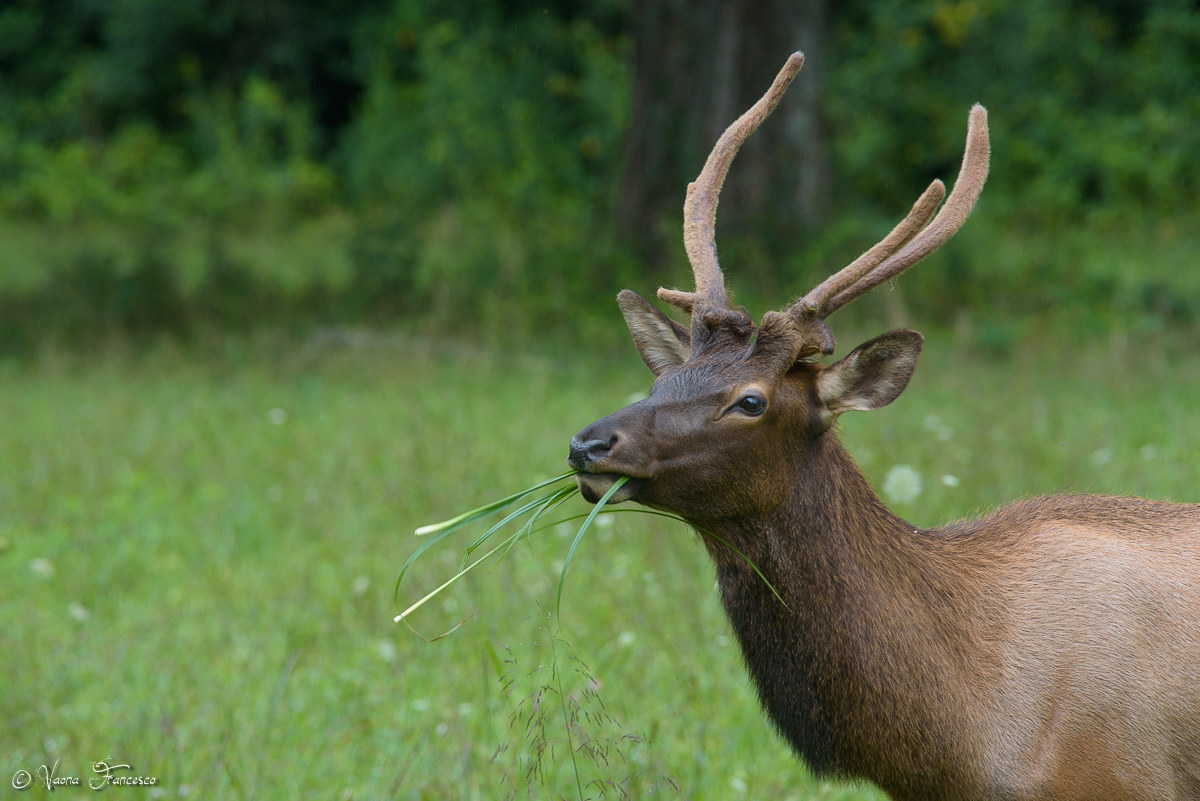 Wapiti deer