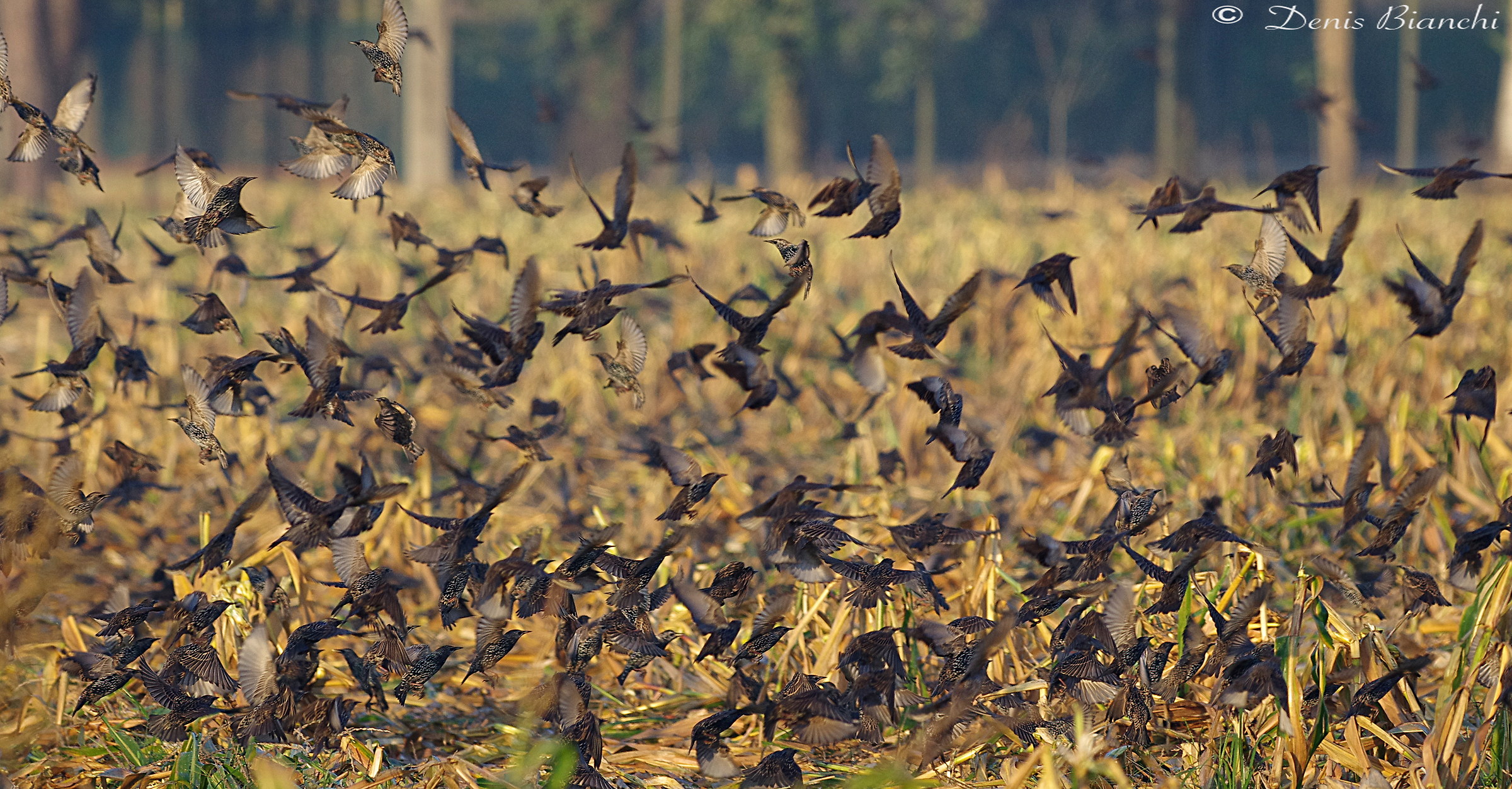Starlings in corn stubble