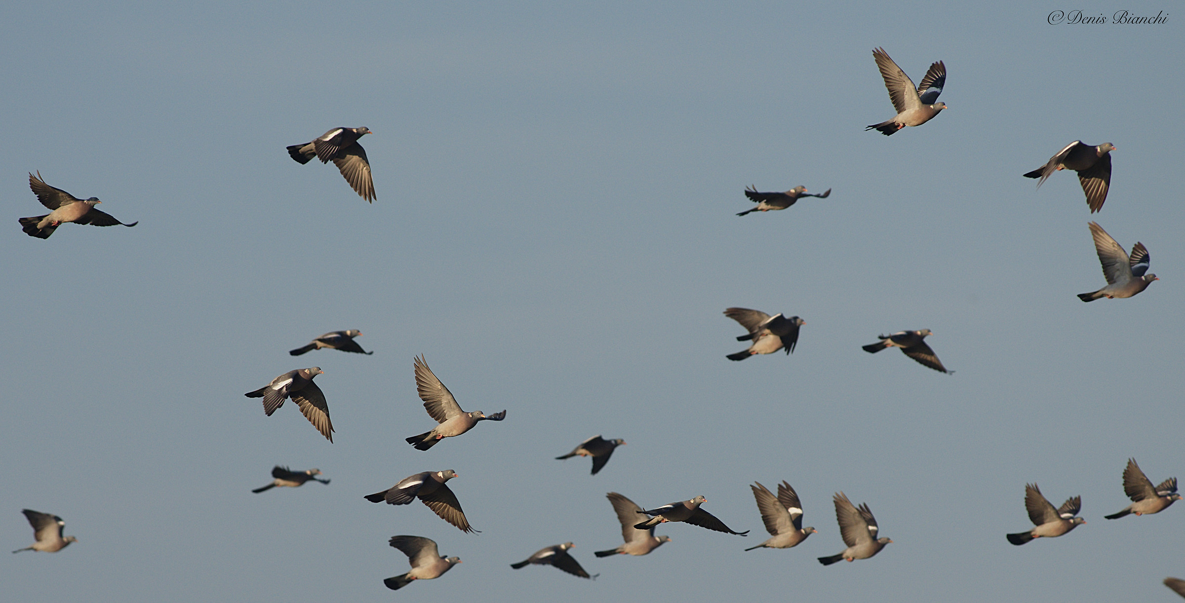 Pigeons in migration