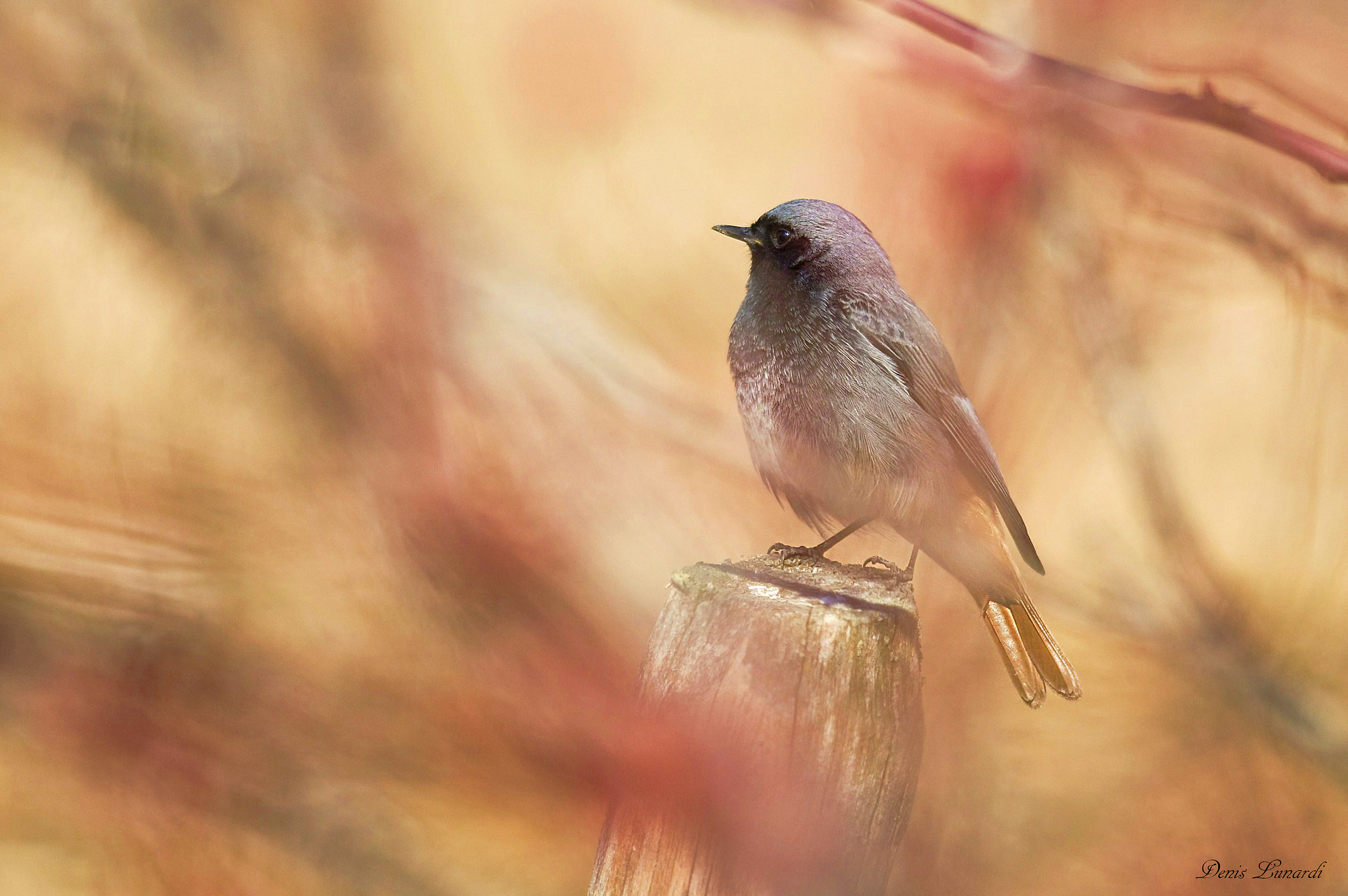 Redstart among thorns