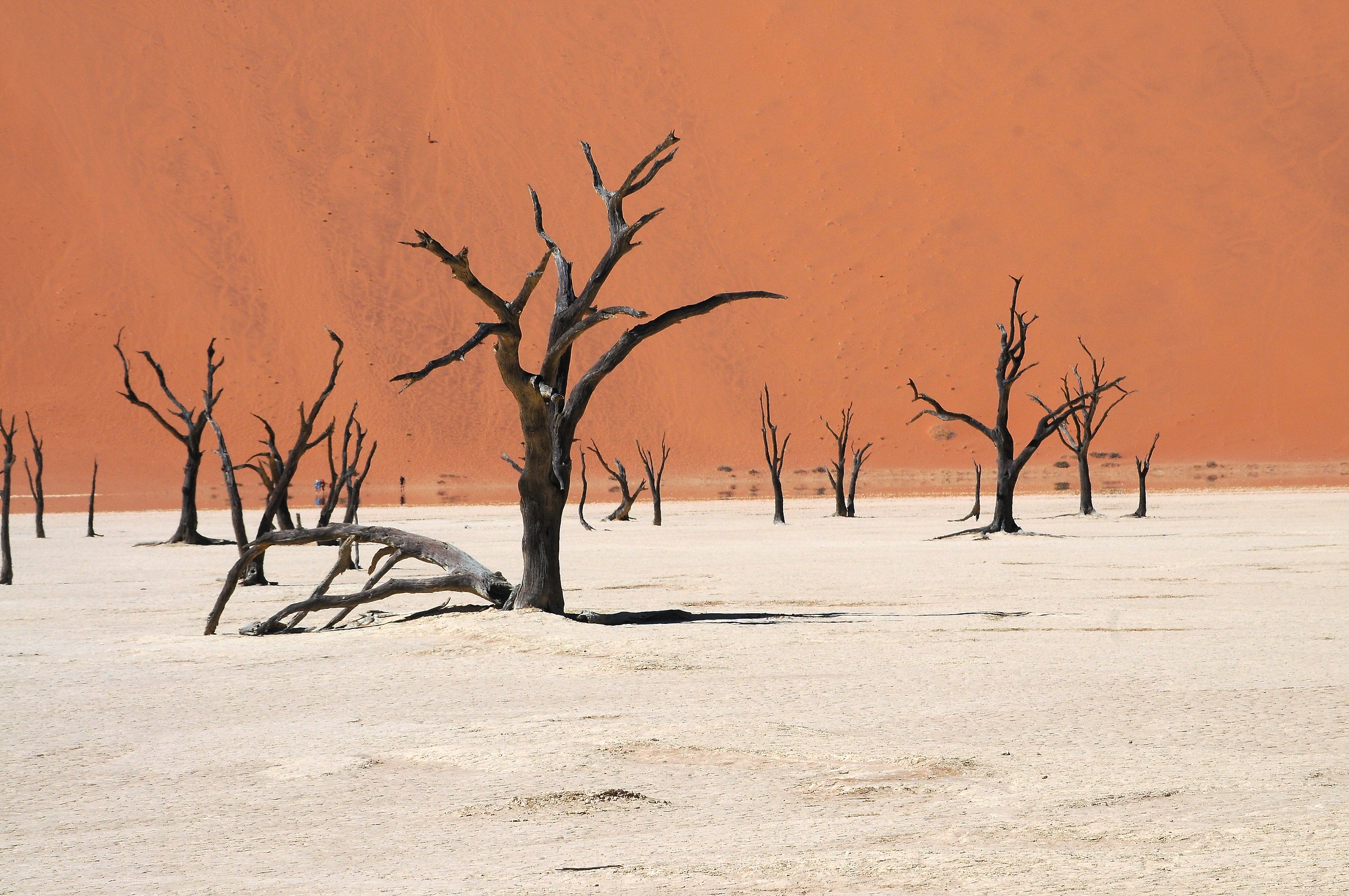 Deserto della Namibia