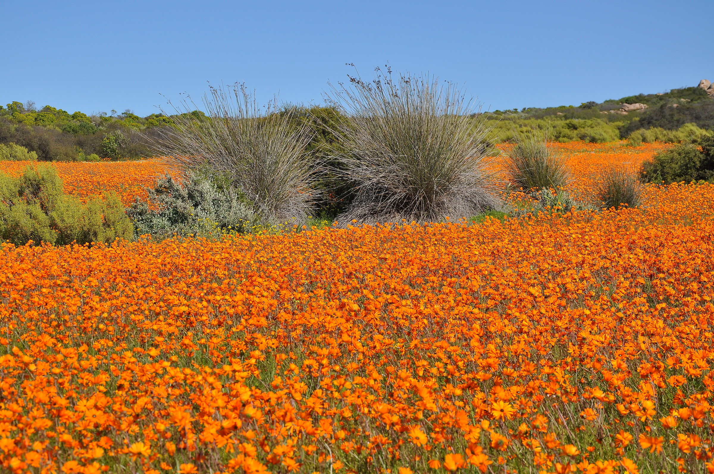 Deserto fiorito Namaqualand Sudafrica