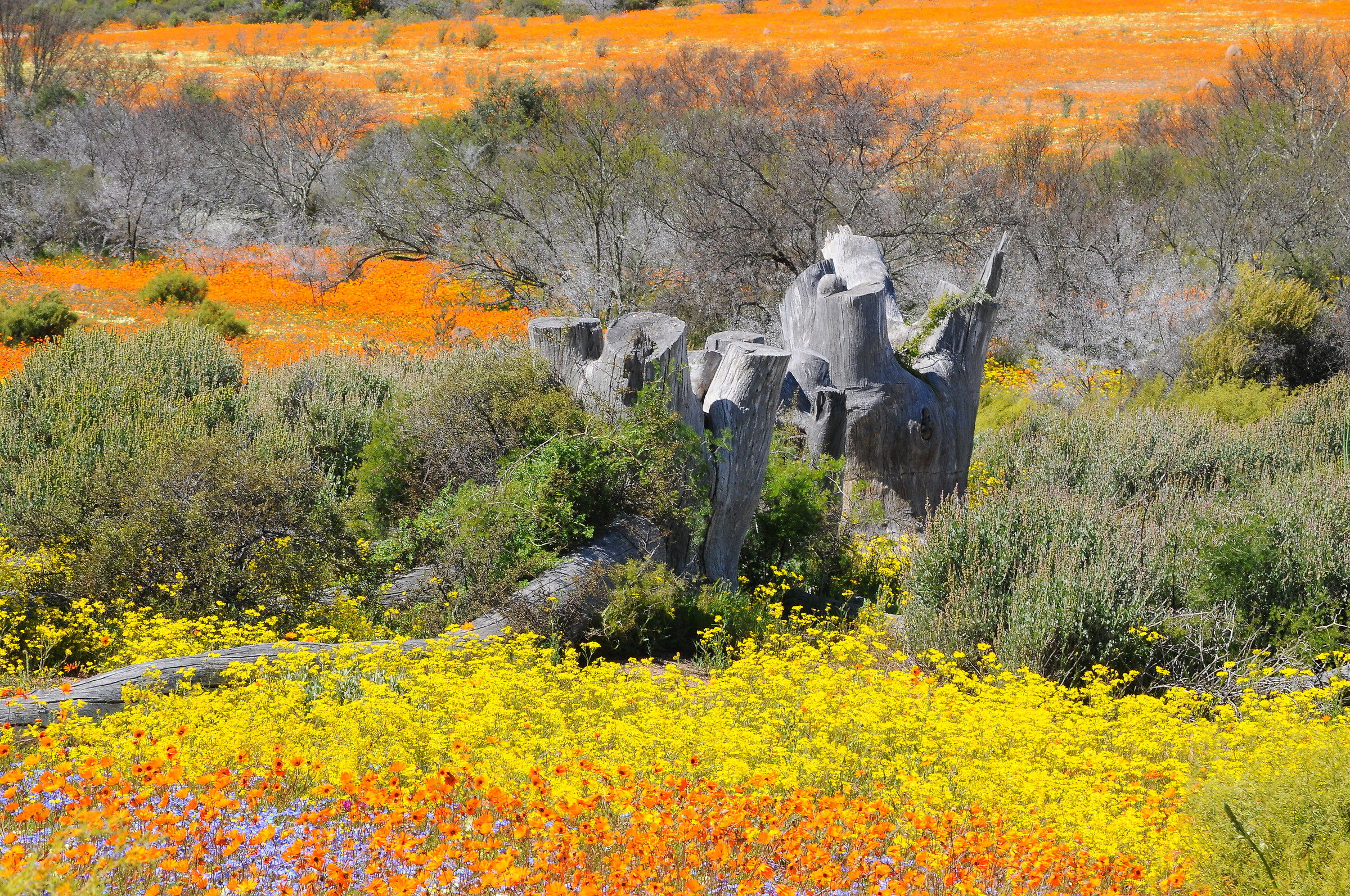 Deserto fiorito Namaqualand Sudafrica