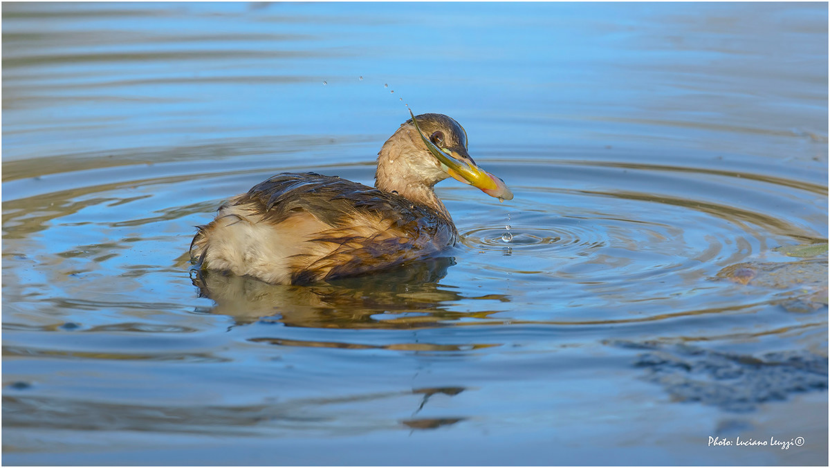 Little Grebe