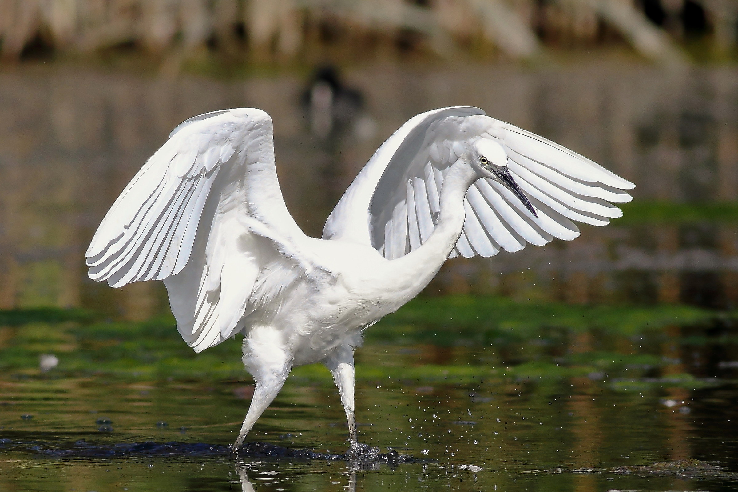 egret