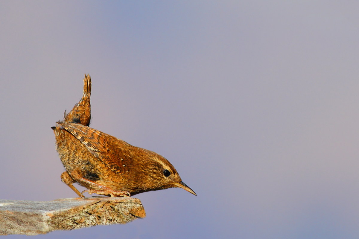 Wren
