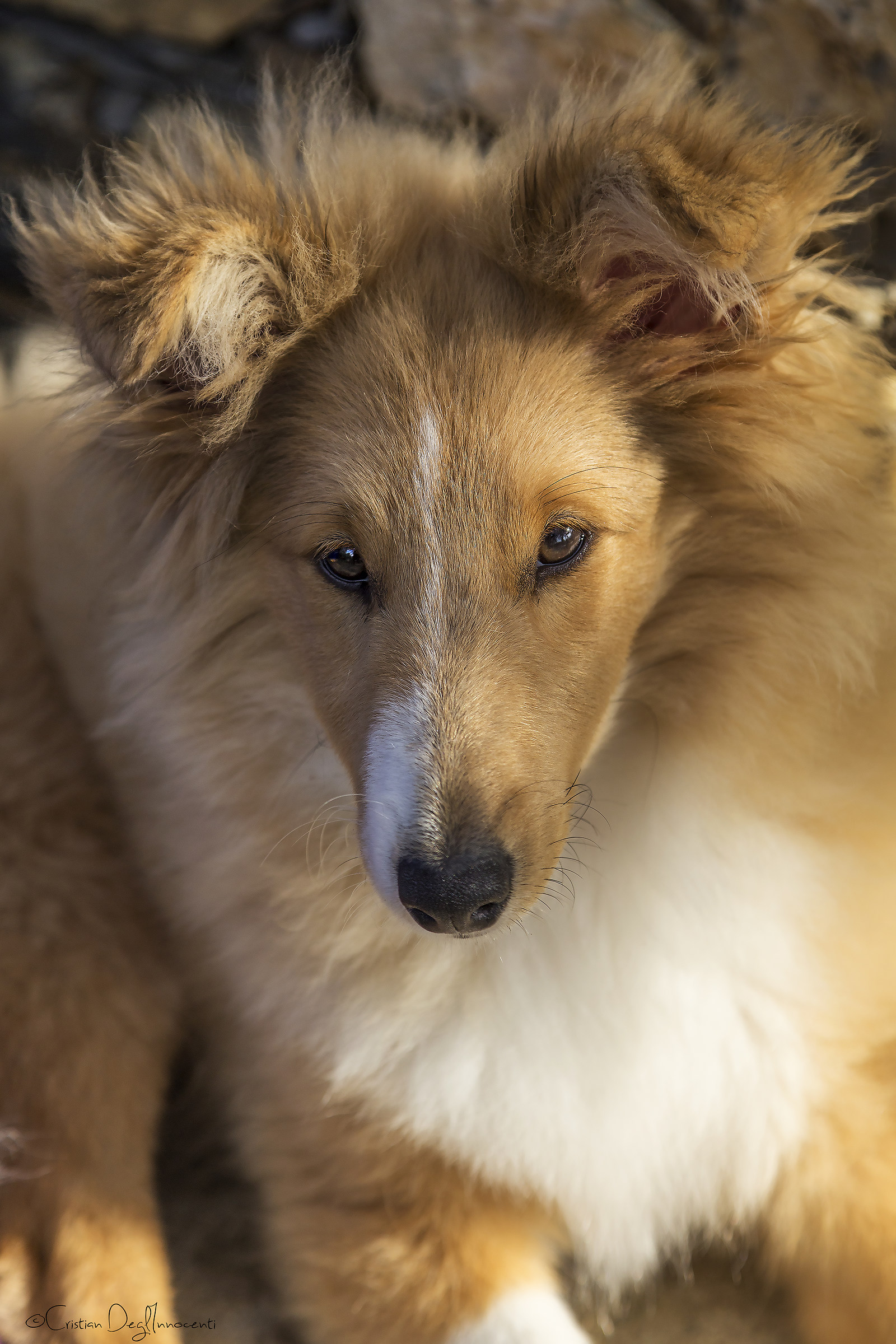 Do not betray me Never