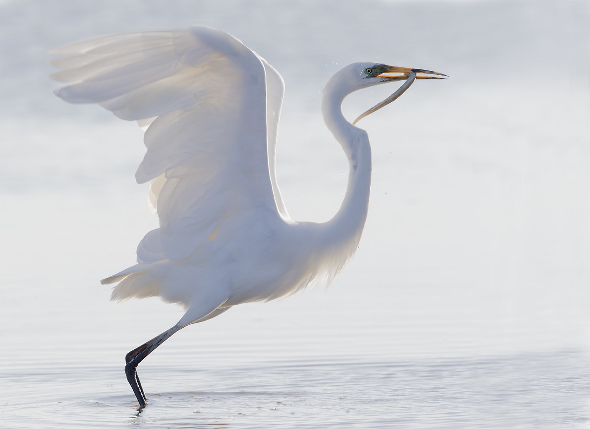 Taking off with prey