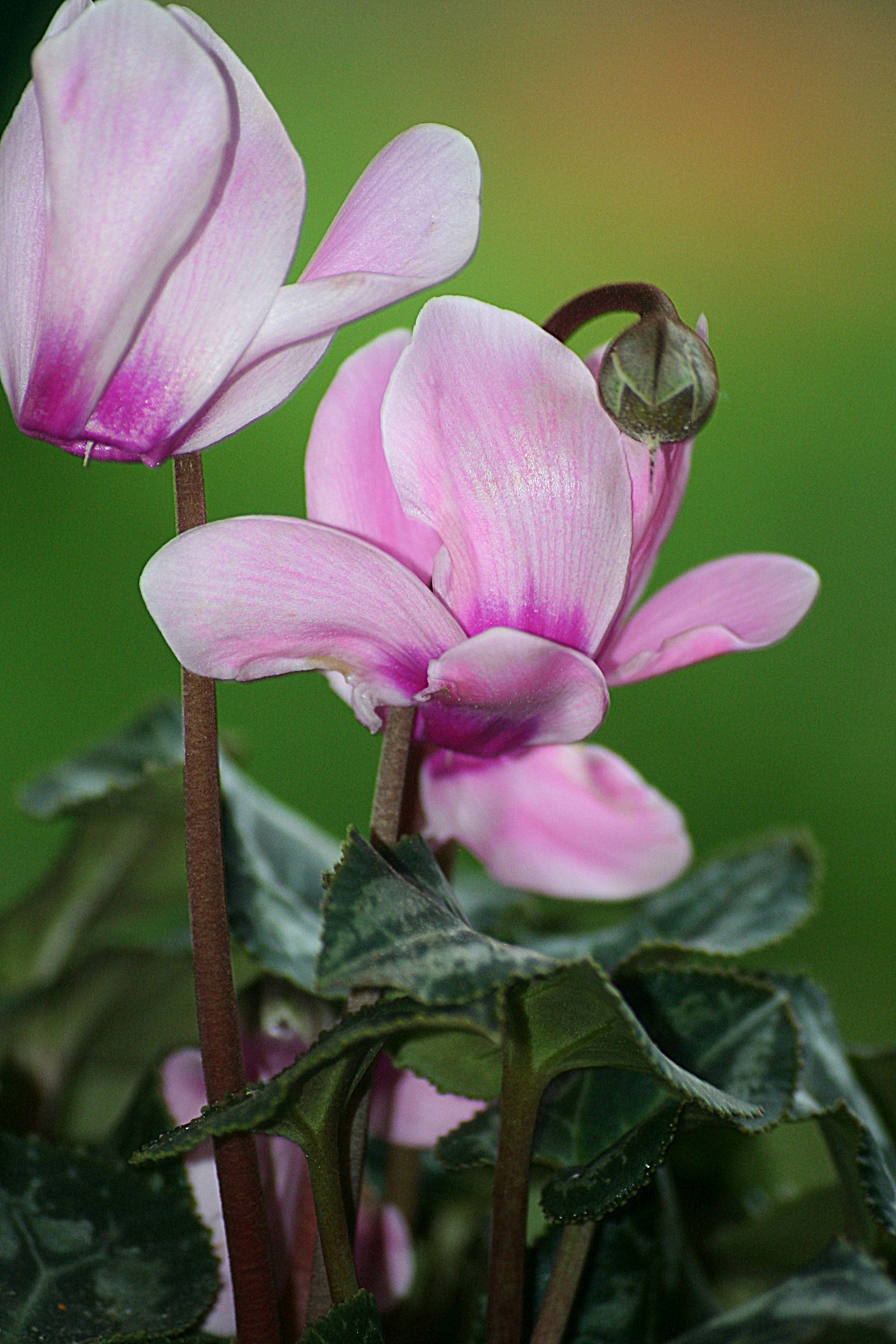 cyclamen