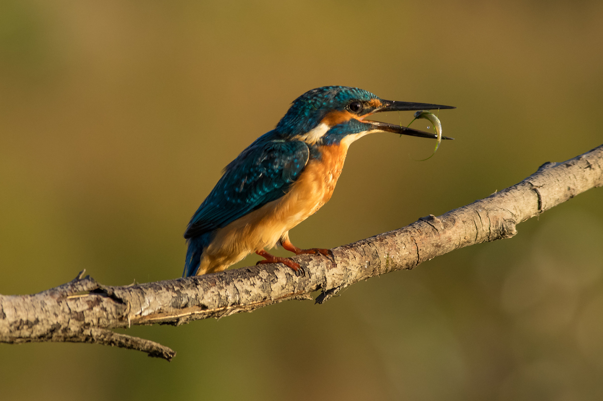 Kingfisher - On the fly ...