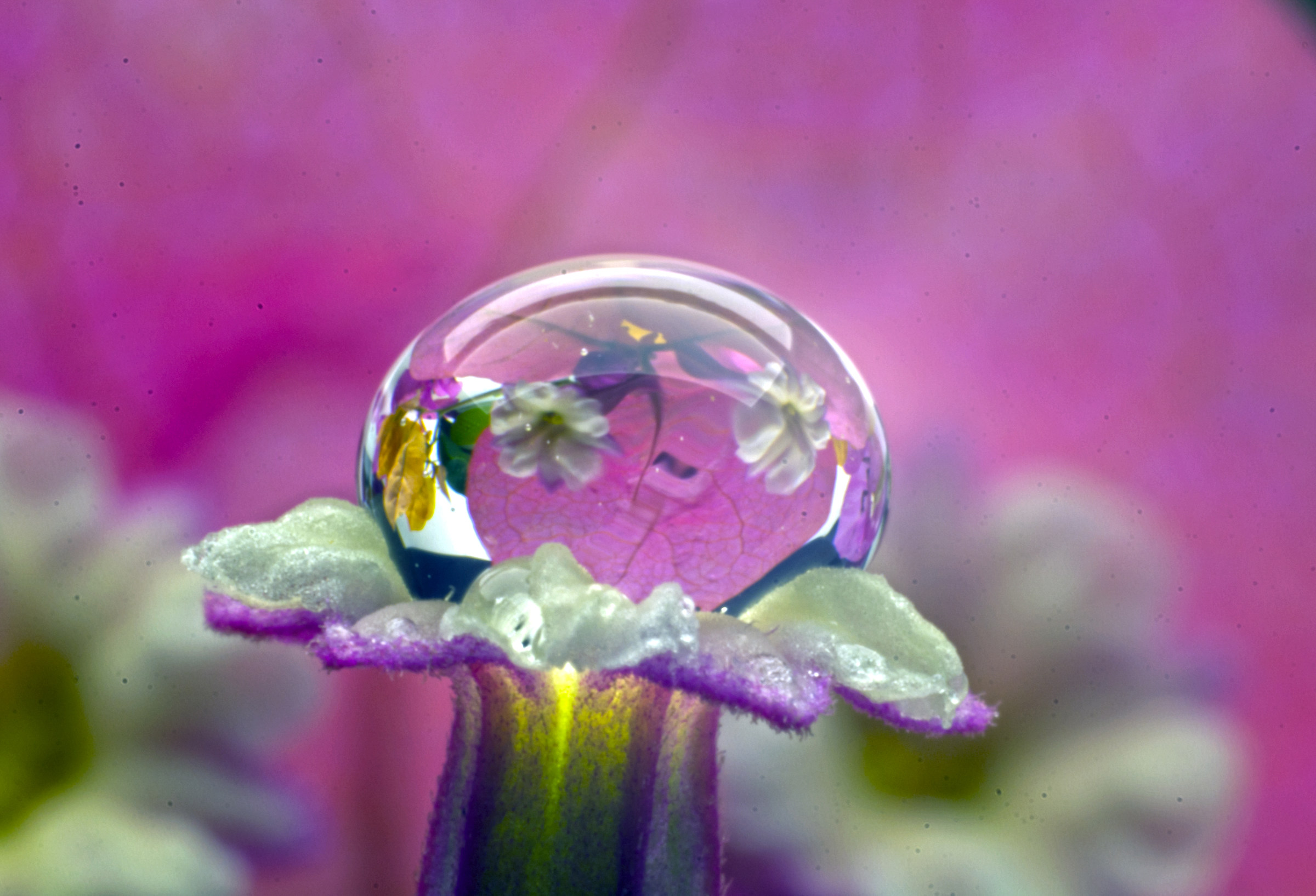 drop and reflections with flower bougainvillea