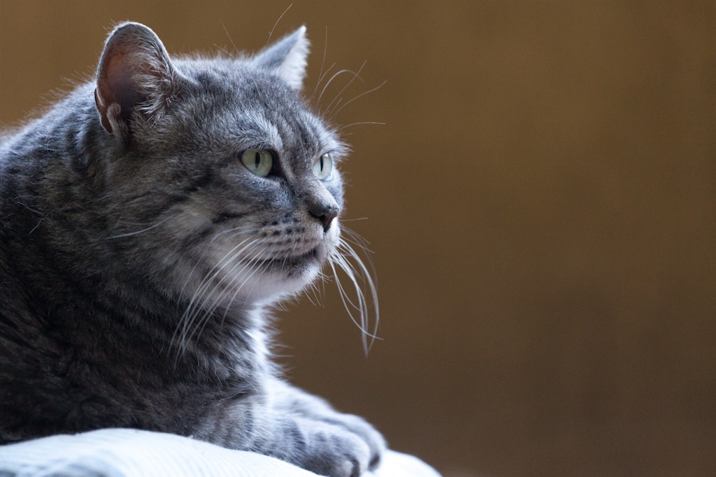 Pianificando la gloria futura