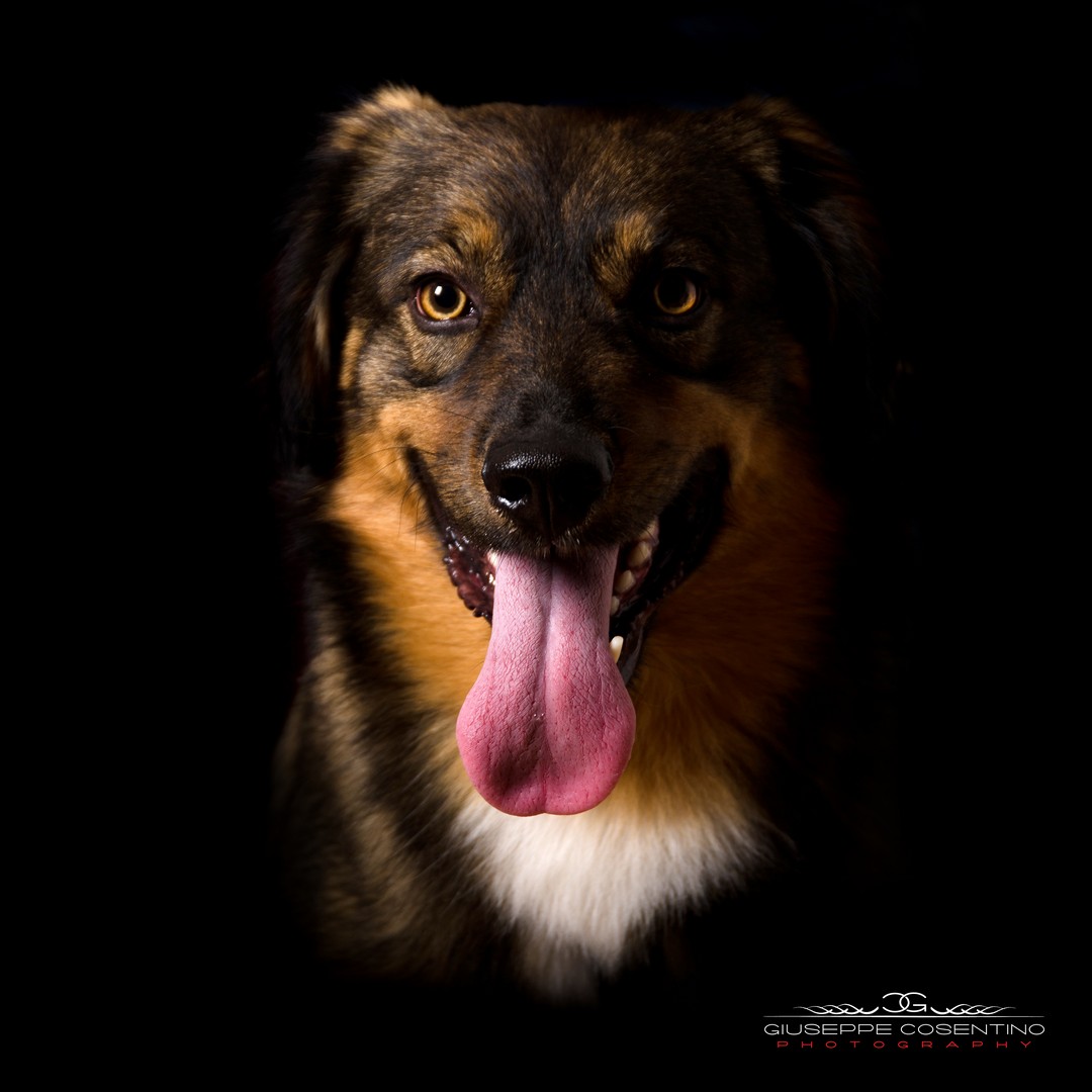 The man's best friend ...