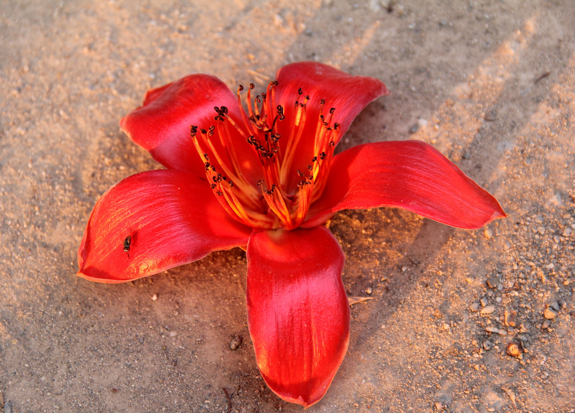 A beautiful flower (I do not know the name)