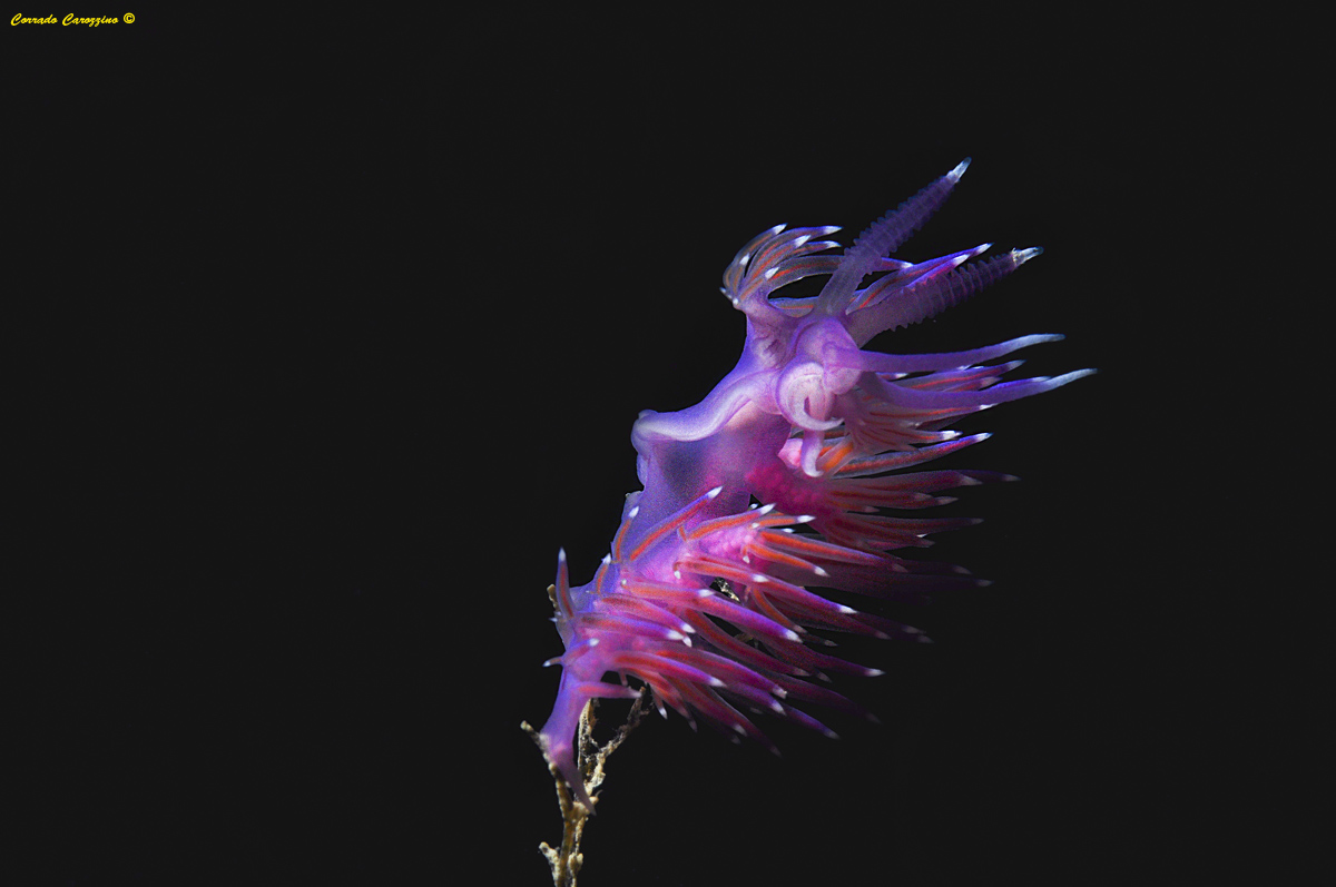 Flabellina affinis