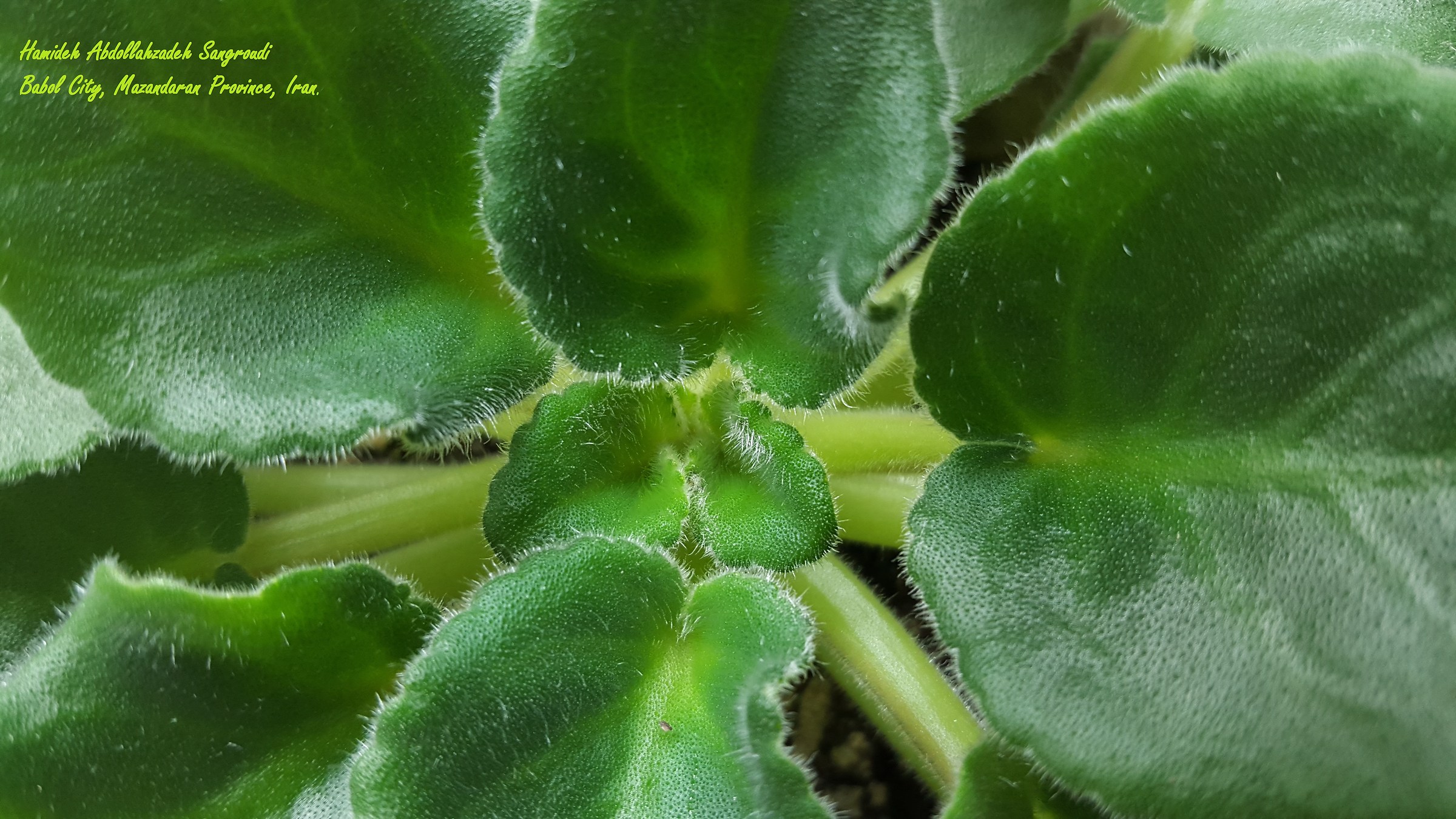 foglia di violetta africana