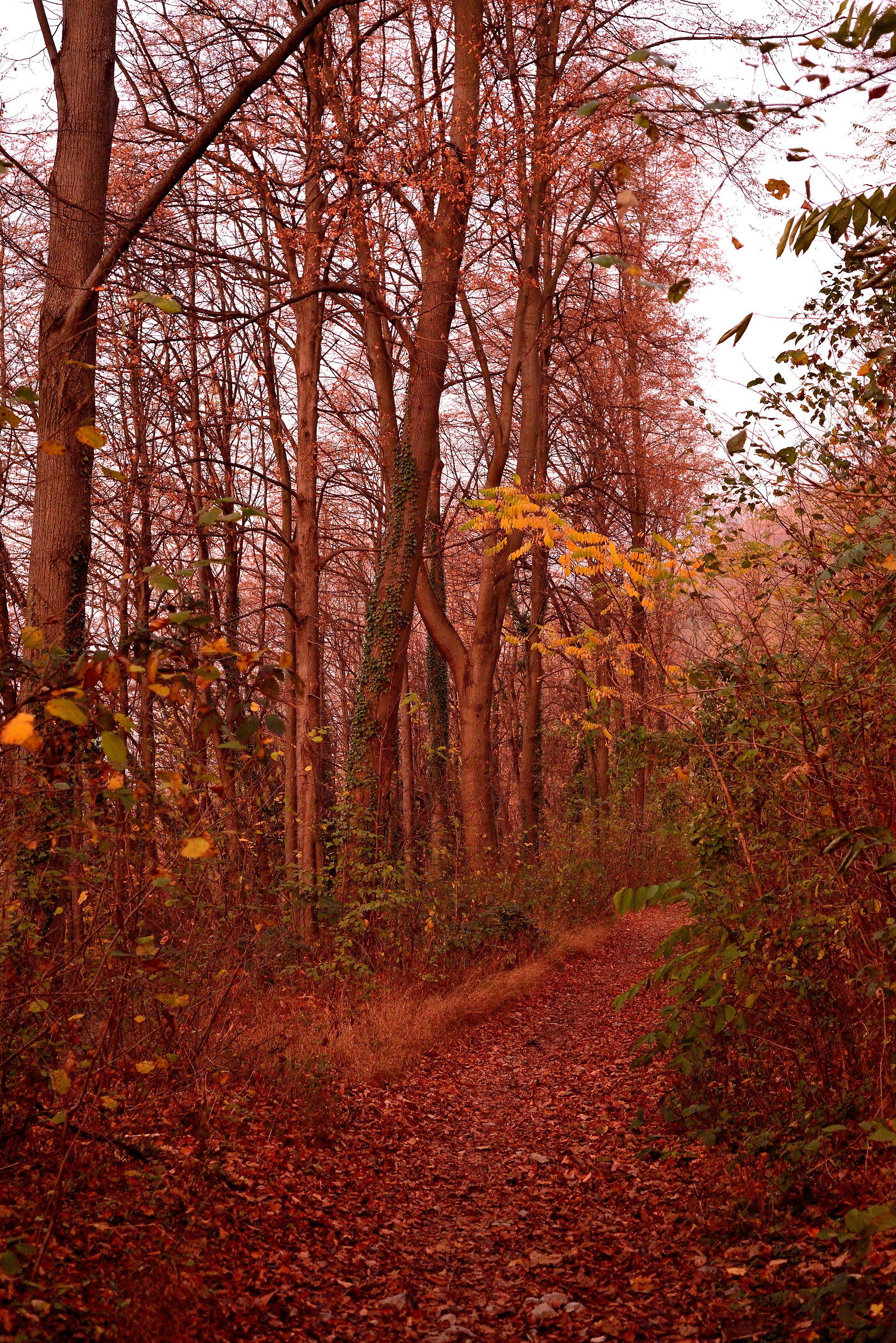 si sta come d'autunno...