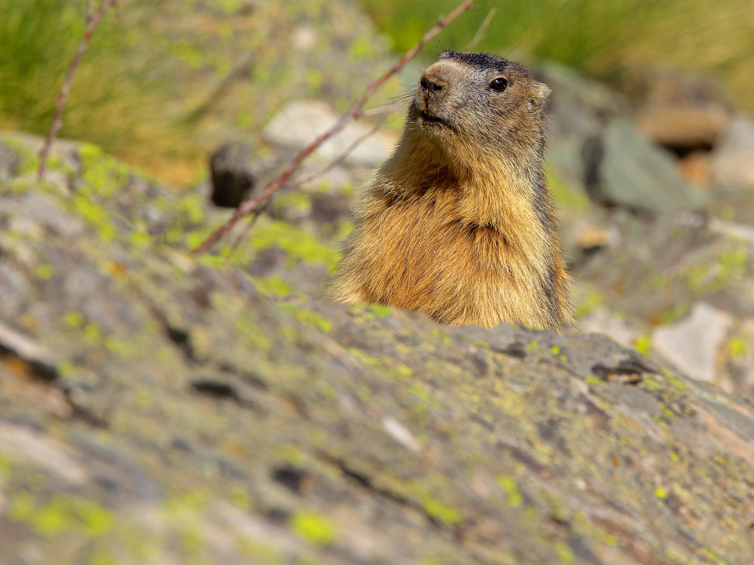 Marmot curious