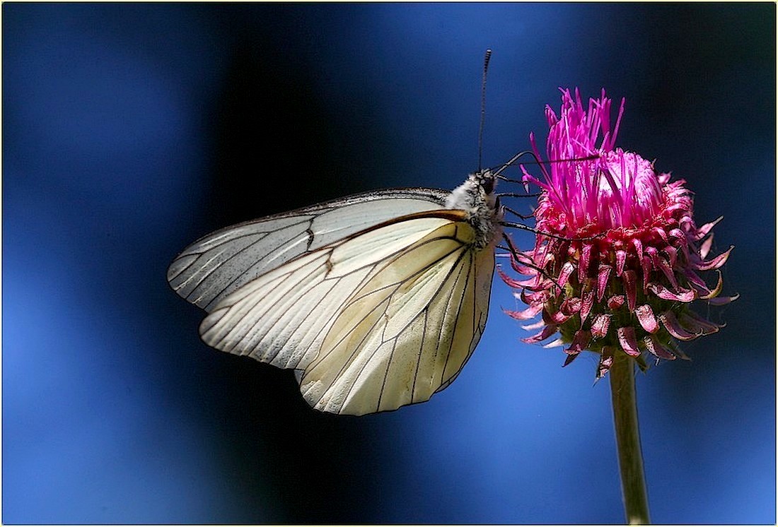the thistle and the Butterfly