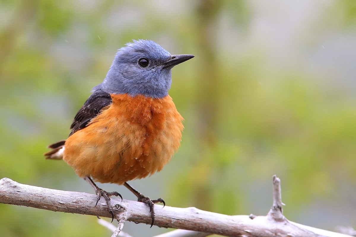 redstart in the rain