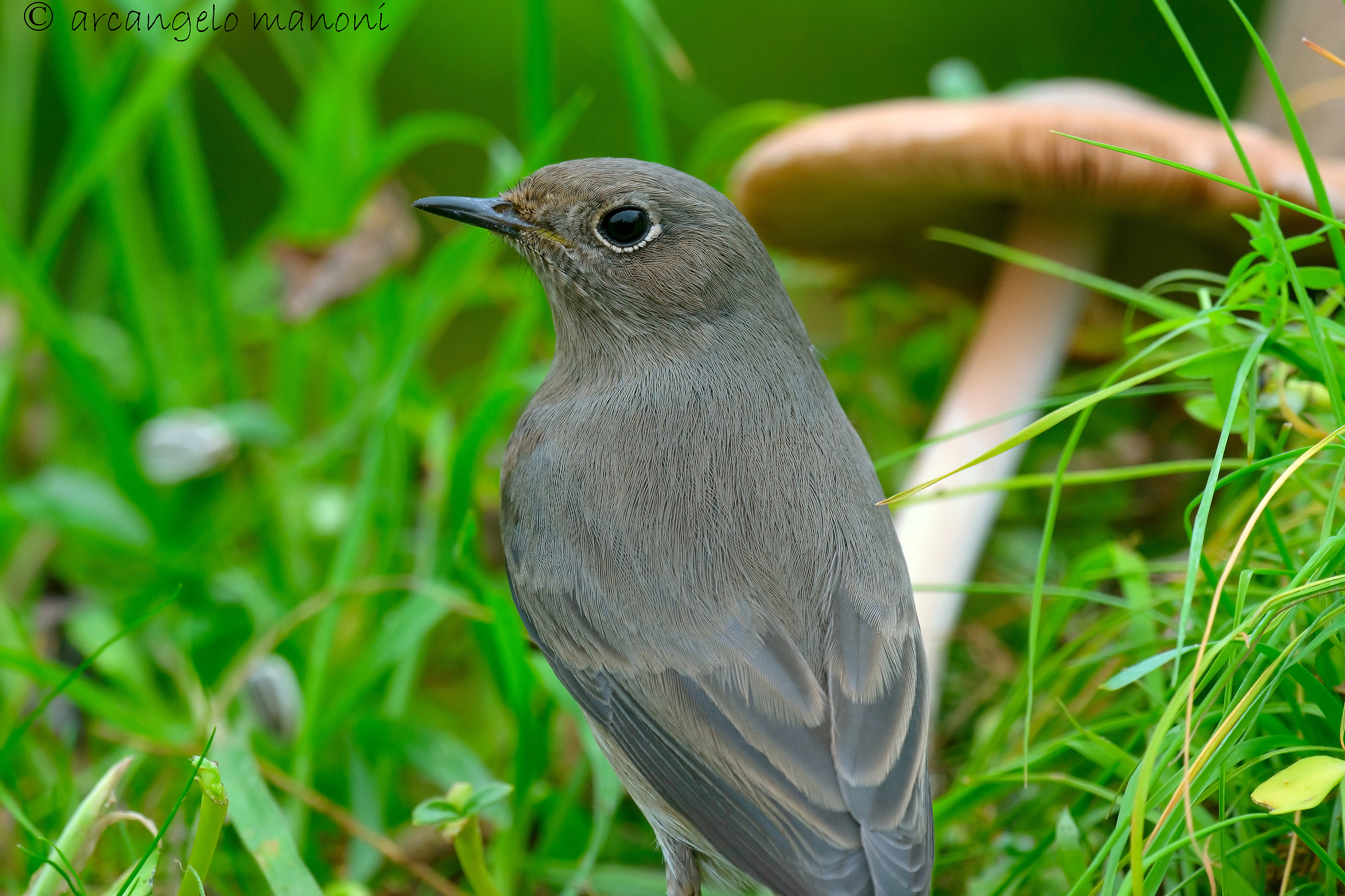 Redstart and mushroom