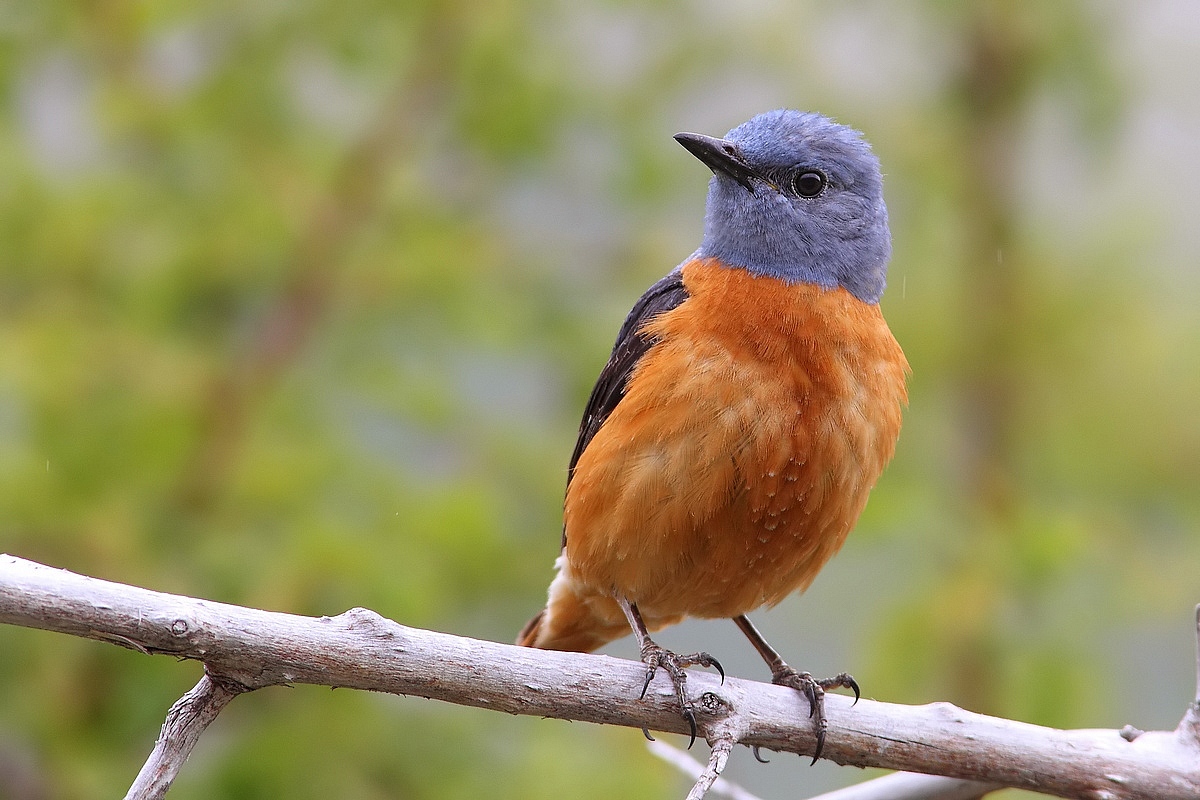 male redstart