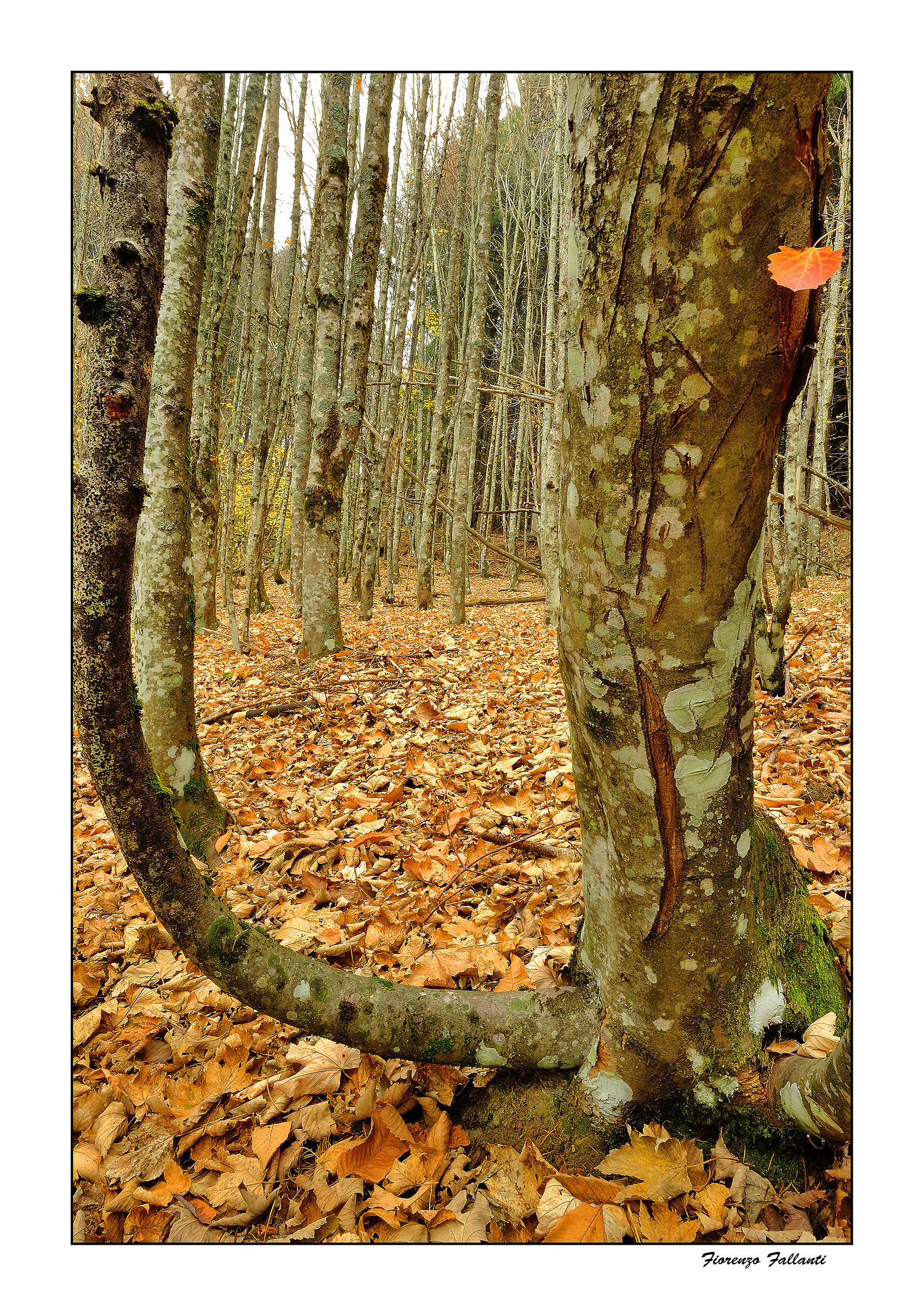 ...Aspettando la neve...