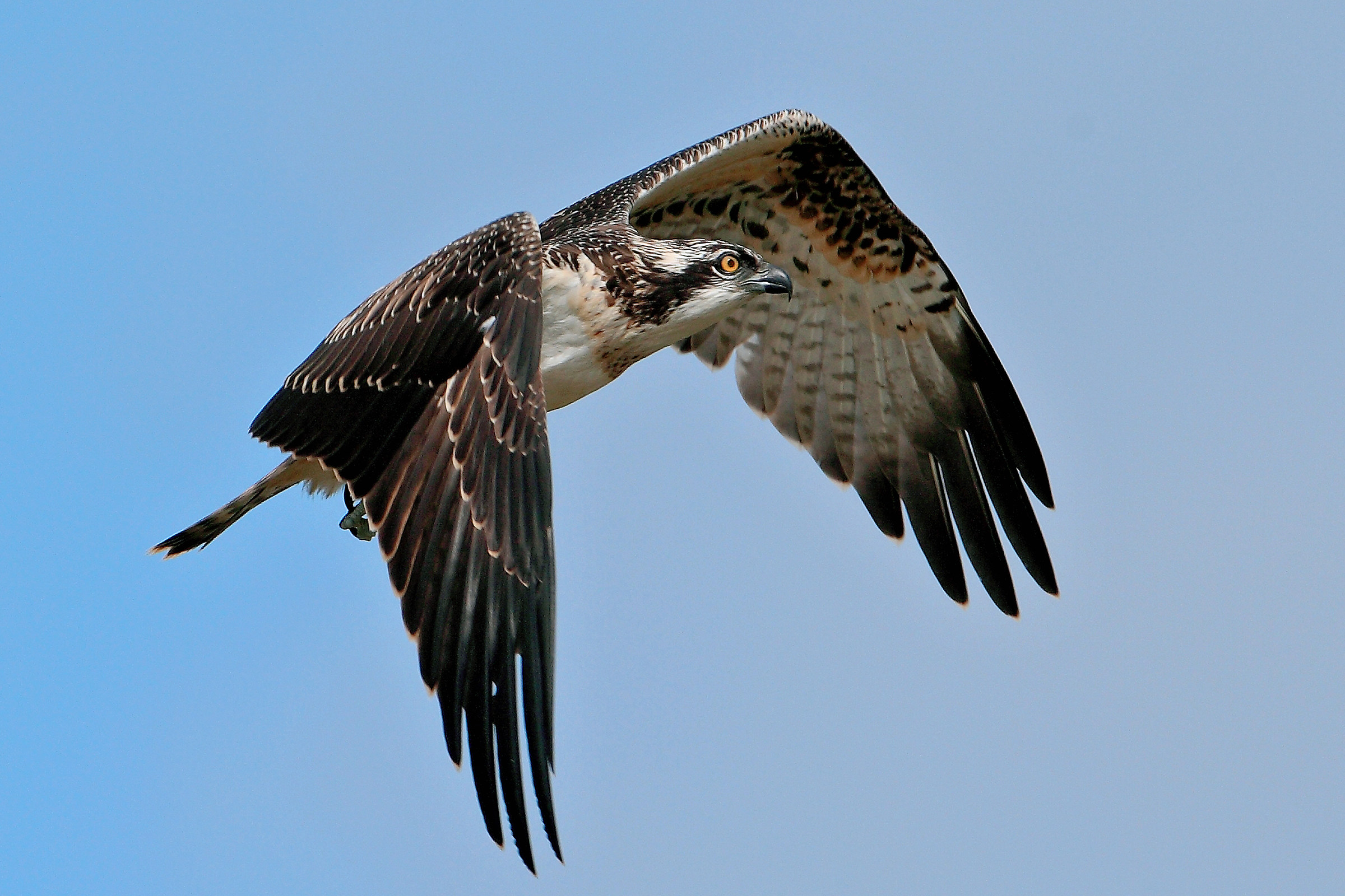 osprey