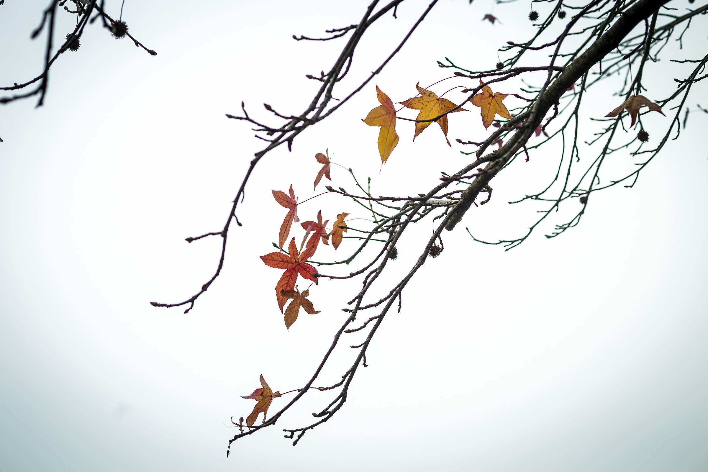 Le ultime rimaste...